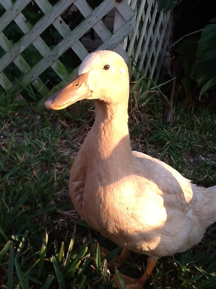 Does anyone know what type of duck this is? If so what gender?