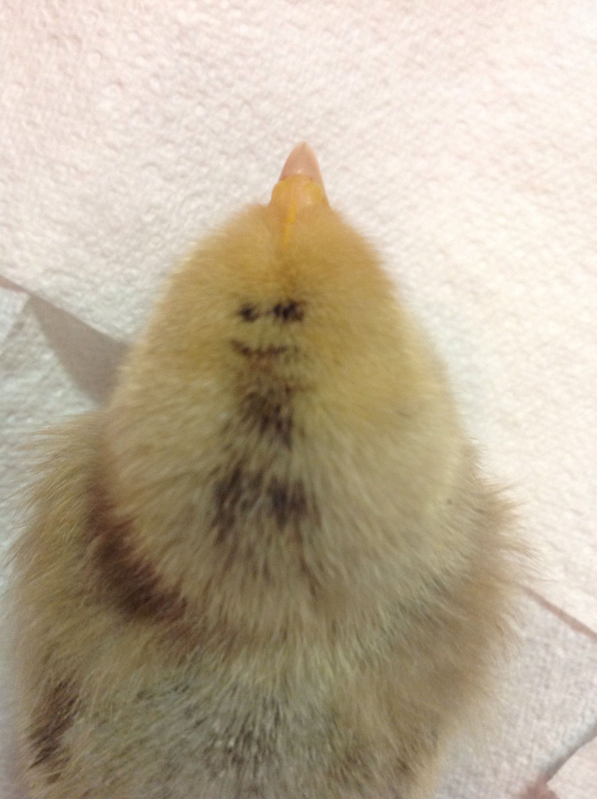 Does it get cuter? A smiley face?? On the back of a chick's head? Alexander is one chick that can't be more unique!