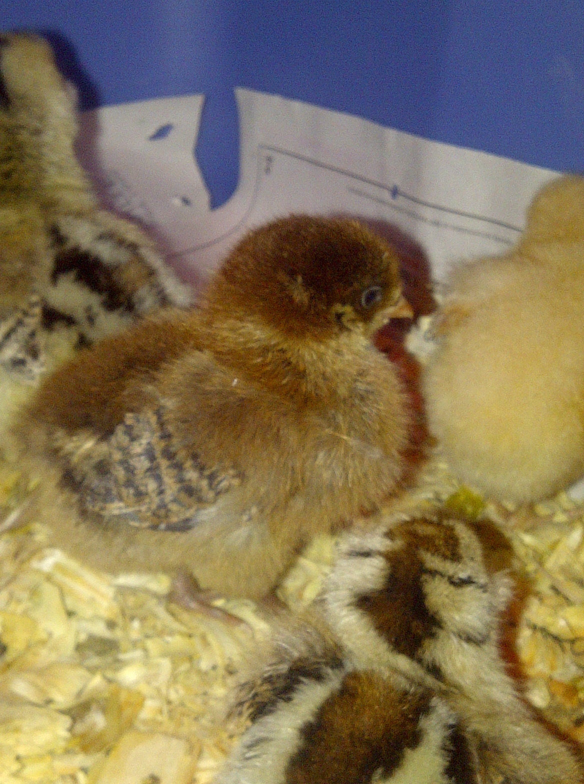 Does this look like an ameraucana chick to you? She is supposed to be,but i wonder if maybe she got mixed up since she doesn't look like any of the others.