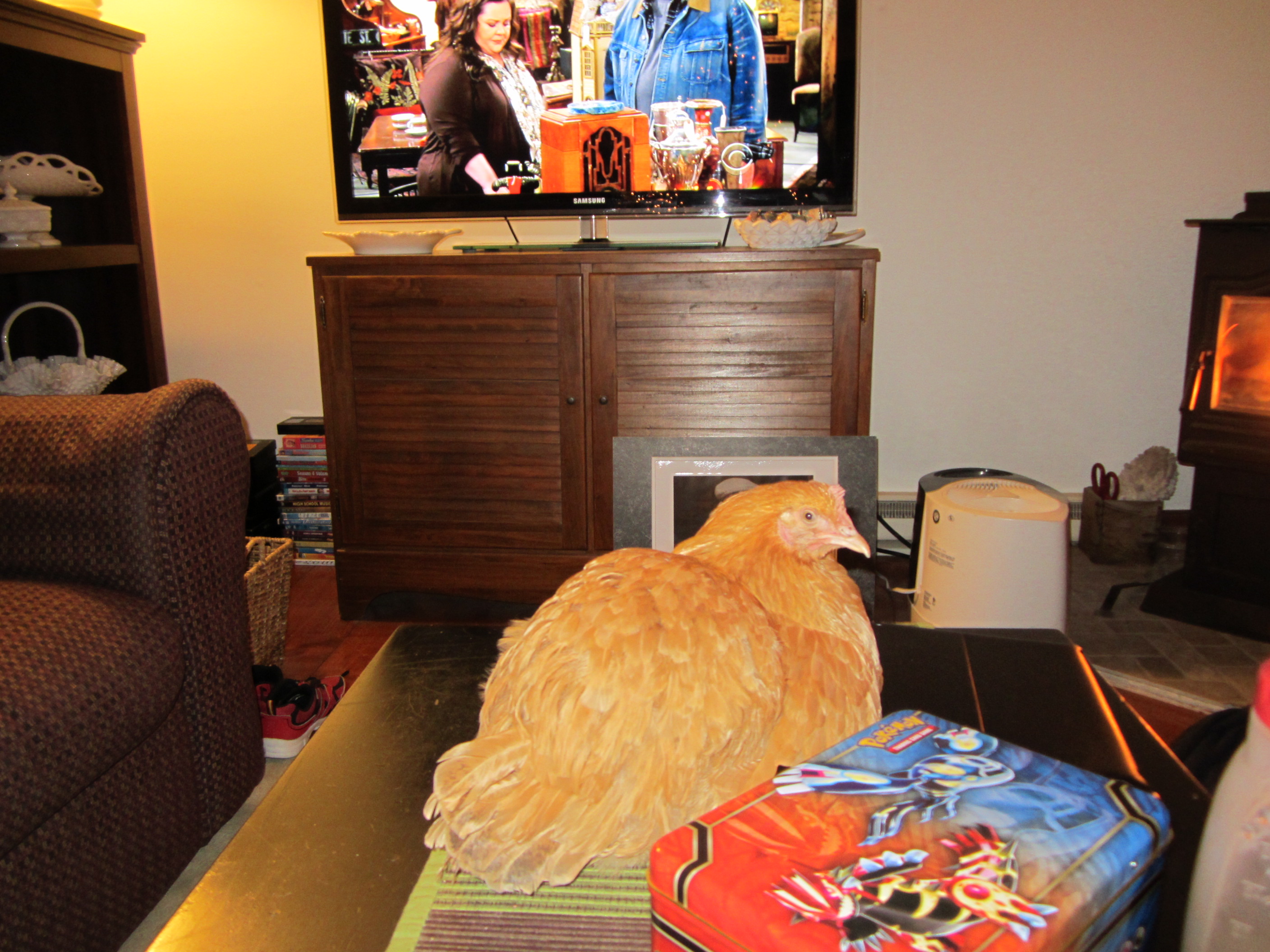 Doesn't everyone have a chicken on their coffee table?