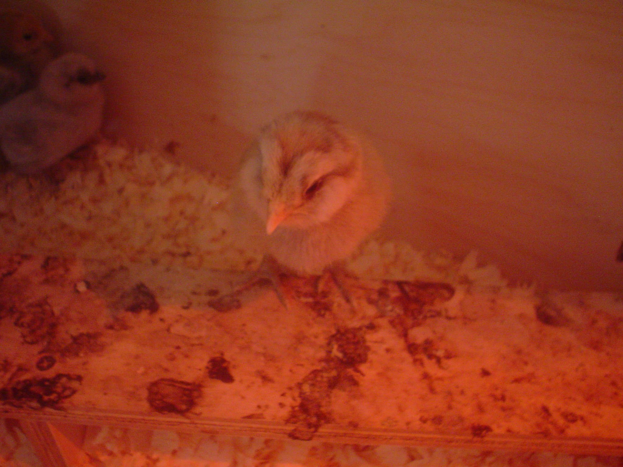 Doesn't she look like a baby owl? She's an ameracauna.
