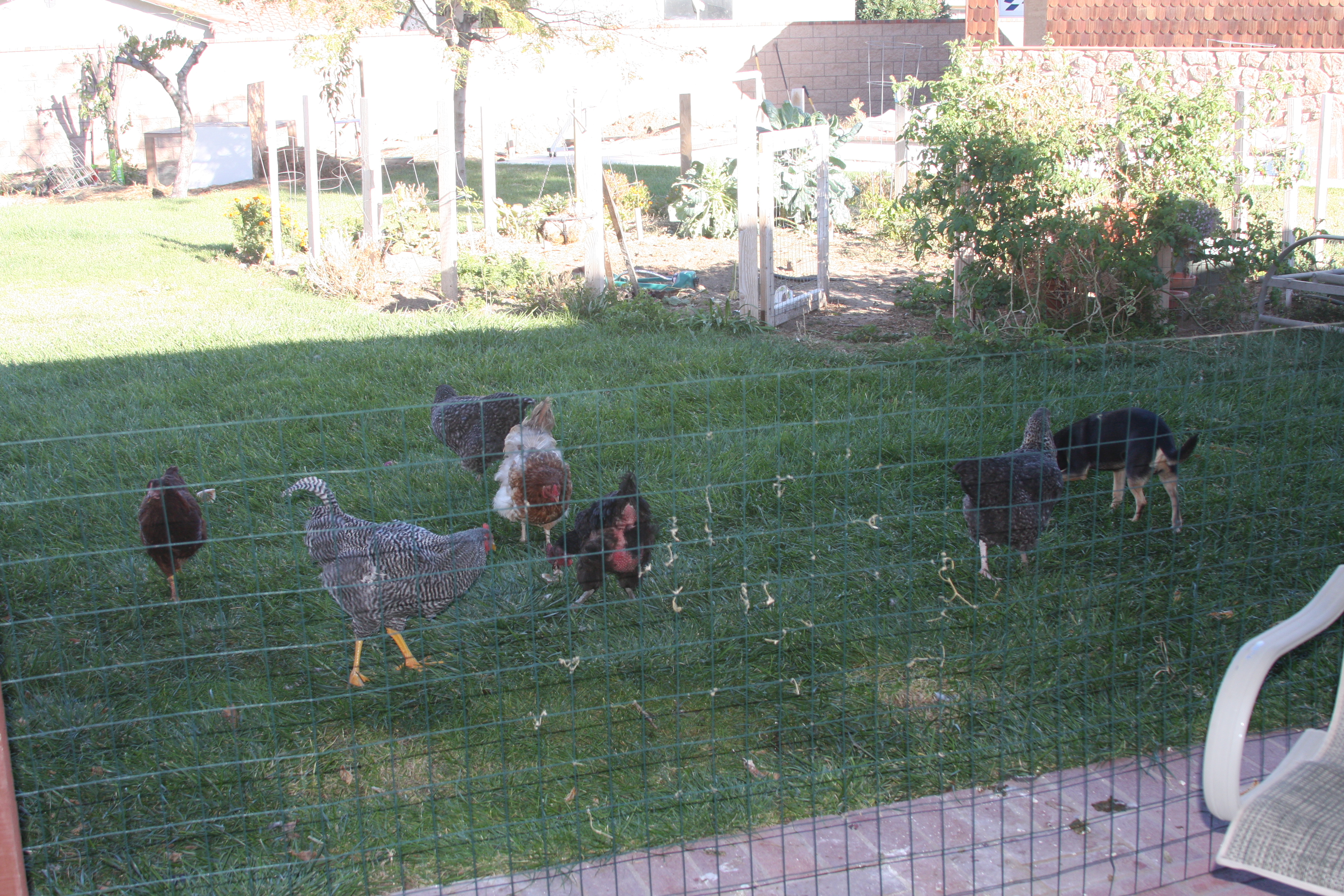 Dog and chickens in back yard