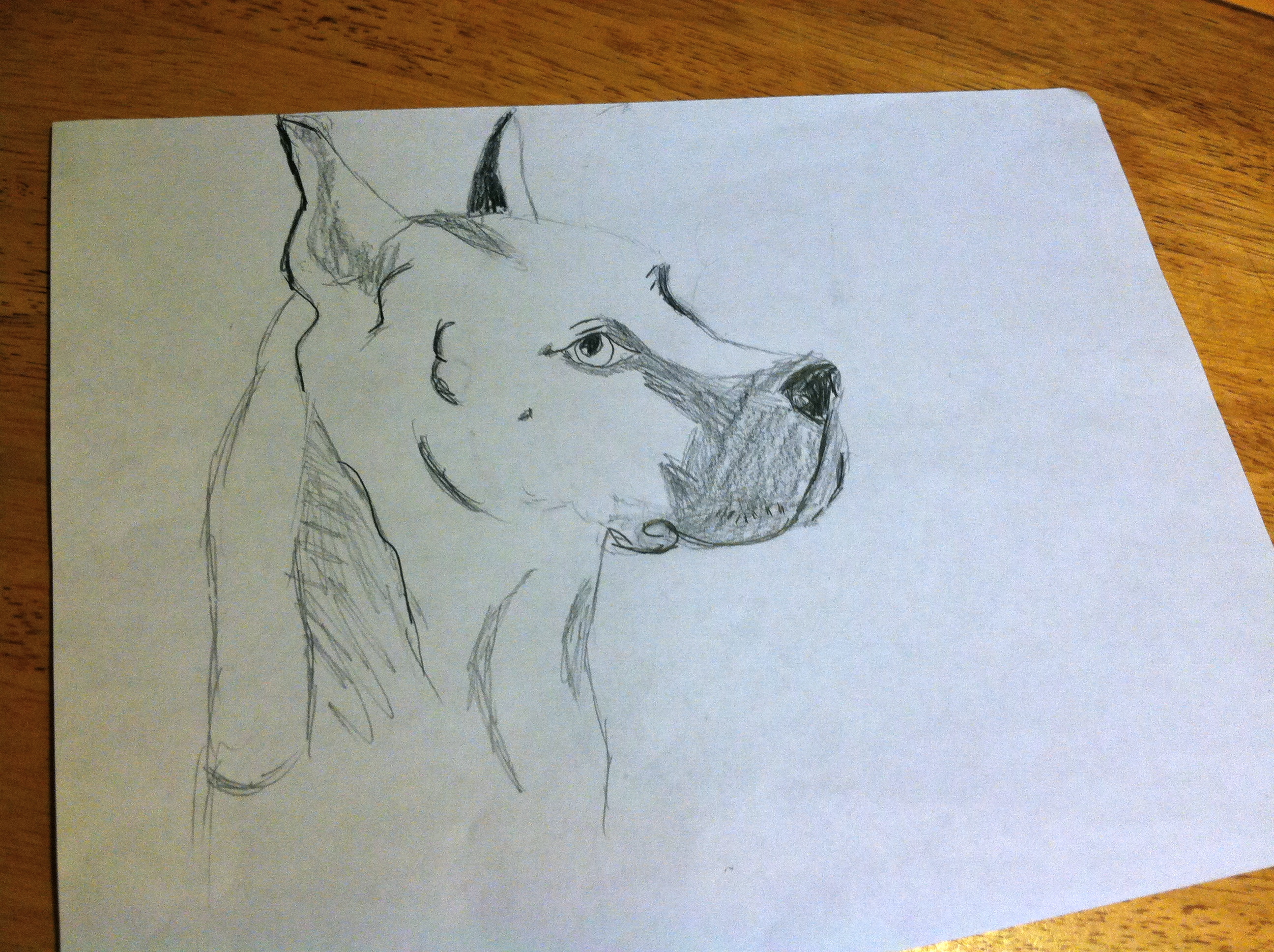 Dog I drew