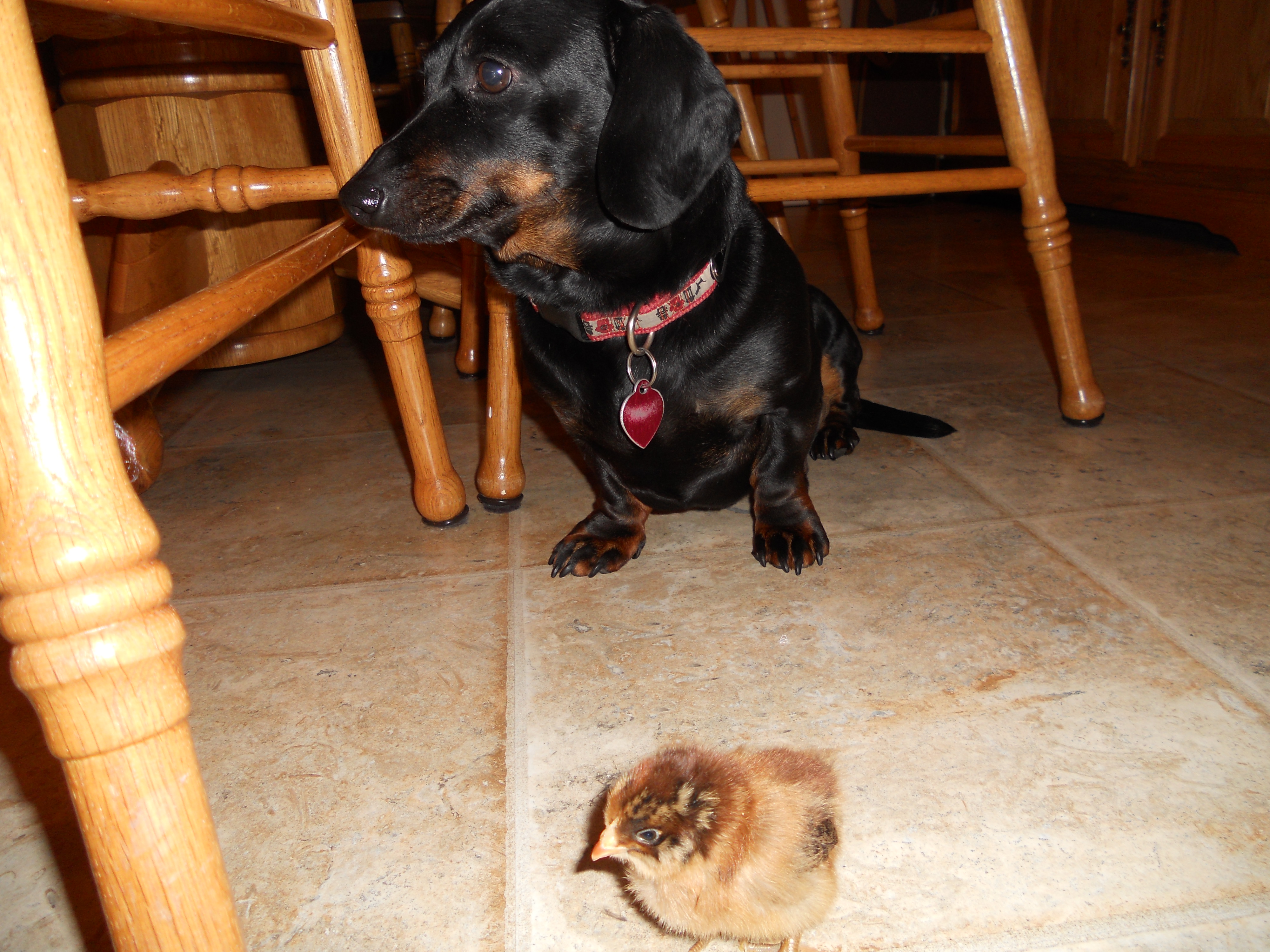 Dog ignoring chick.