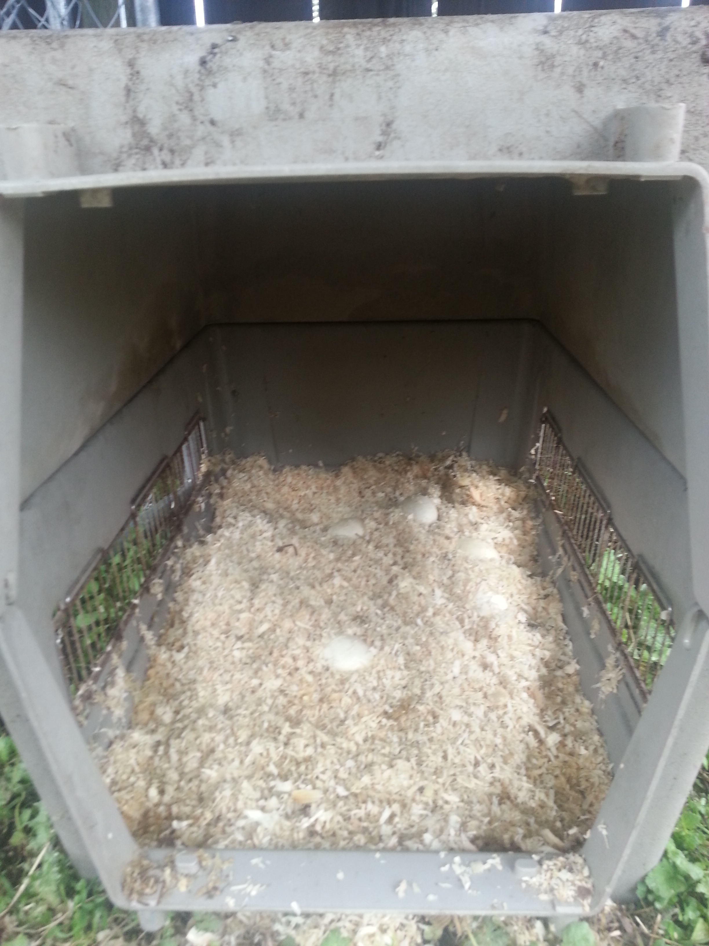 Dog kennel with 5 goose eggs, and the same shavings from the coop/homeless shelter nests.