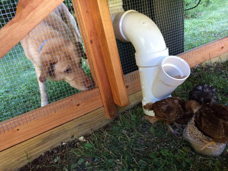 Dog meeting chickens