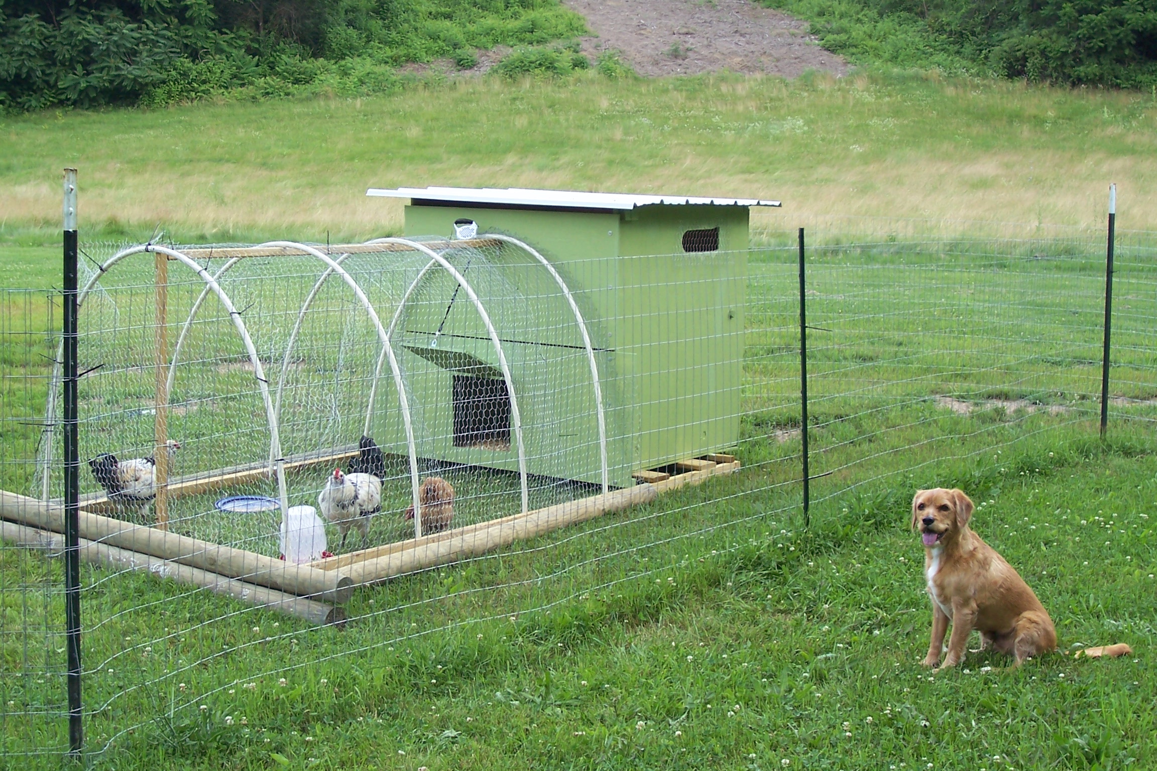 Dog not quite sure of his role in watching/herding chickens.