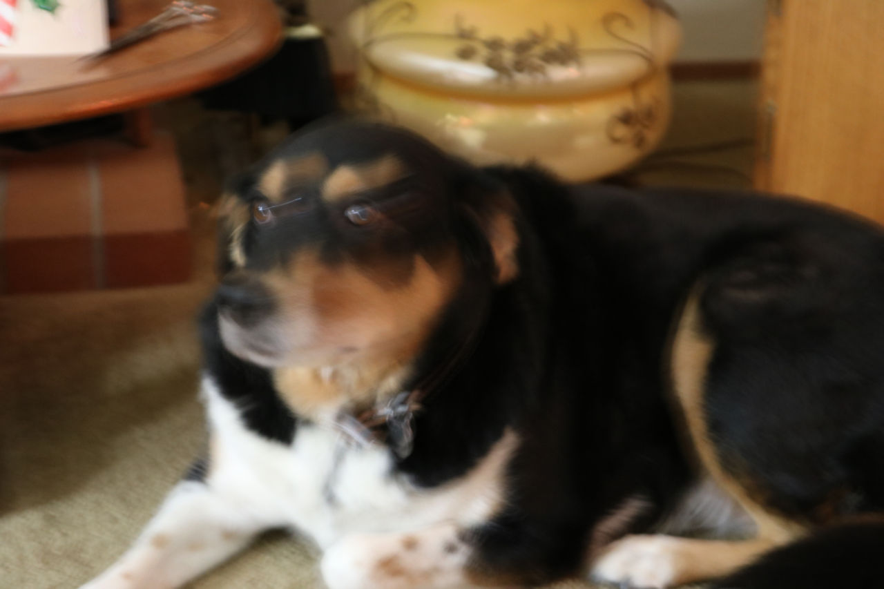 doggo