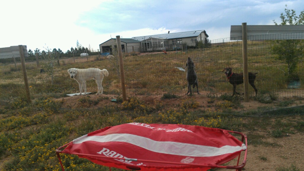 Dogs who got in trouble for trying to dig into the chicken run.