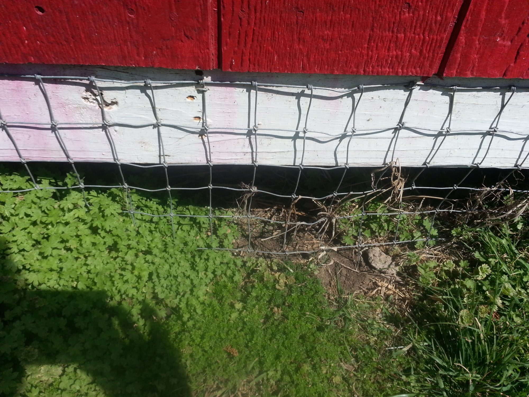 dogwire around bottom of outside edges - should have been hardware cloth but will keep out most large animals. It's buried in concrete so not easy to re-do