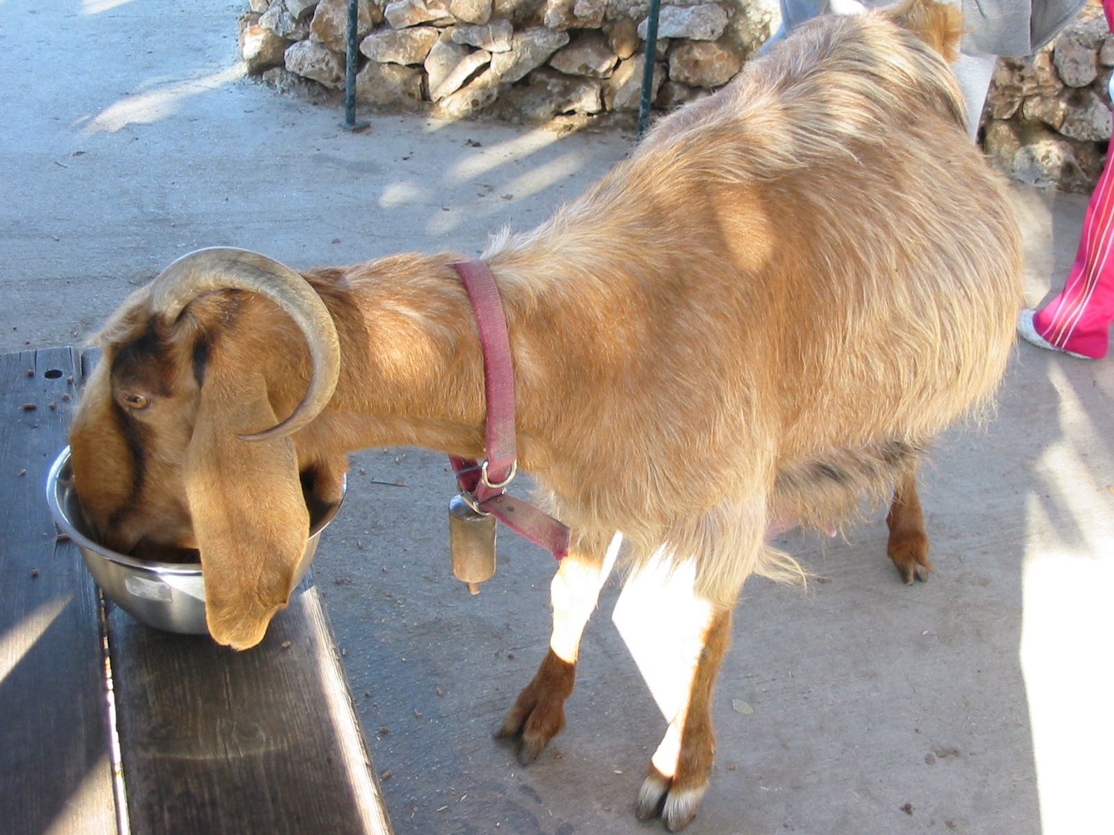 dok mai, eating her treats... she has a full udder because we used her often to demonstrate milking and the build of an udder. we called her dok mai because one horn was curled up on her forehead like a rose.