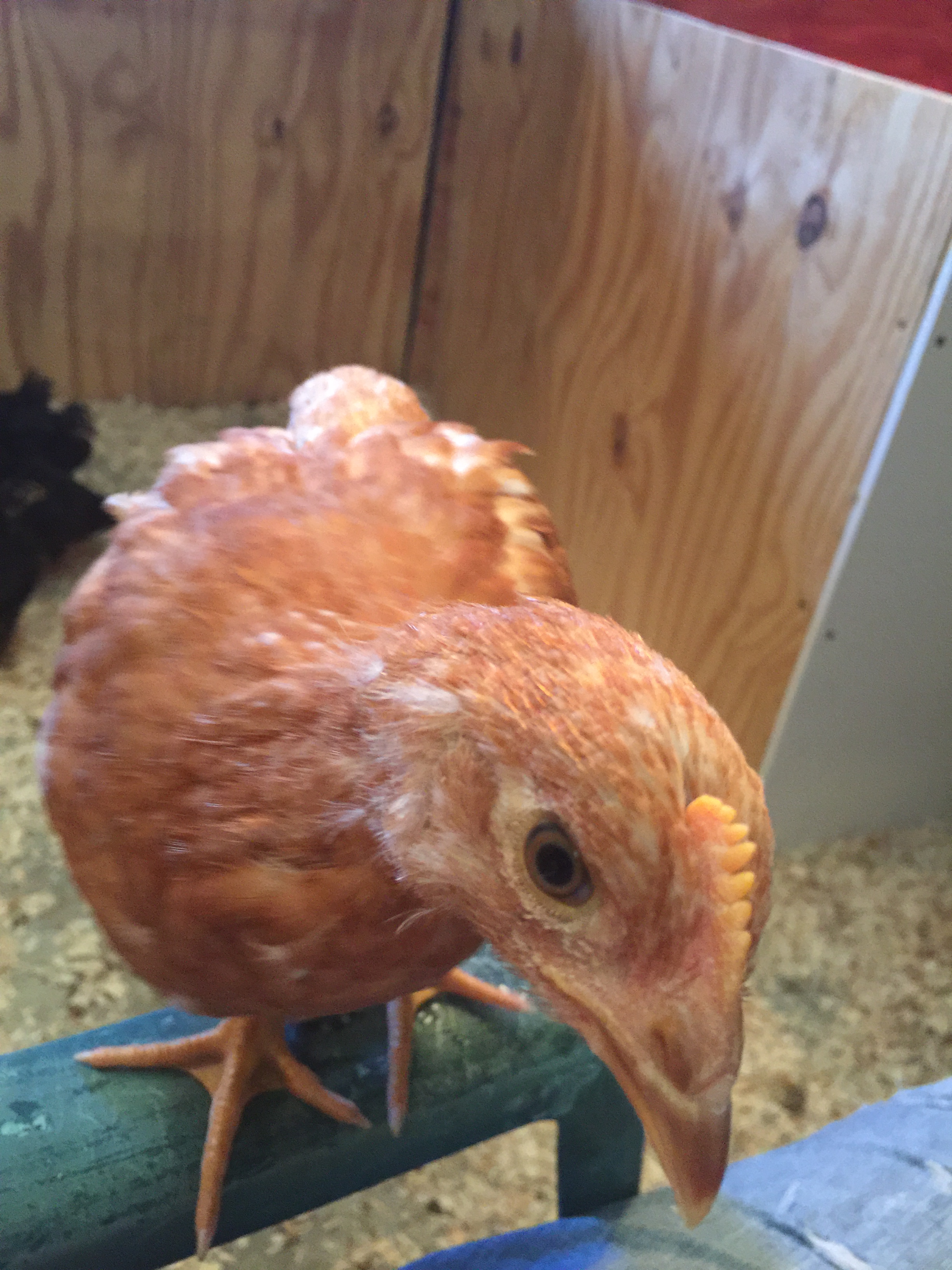 Dolley, a Golden Comet