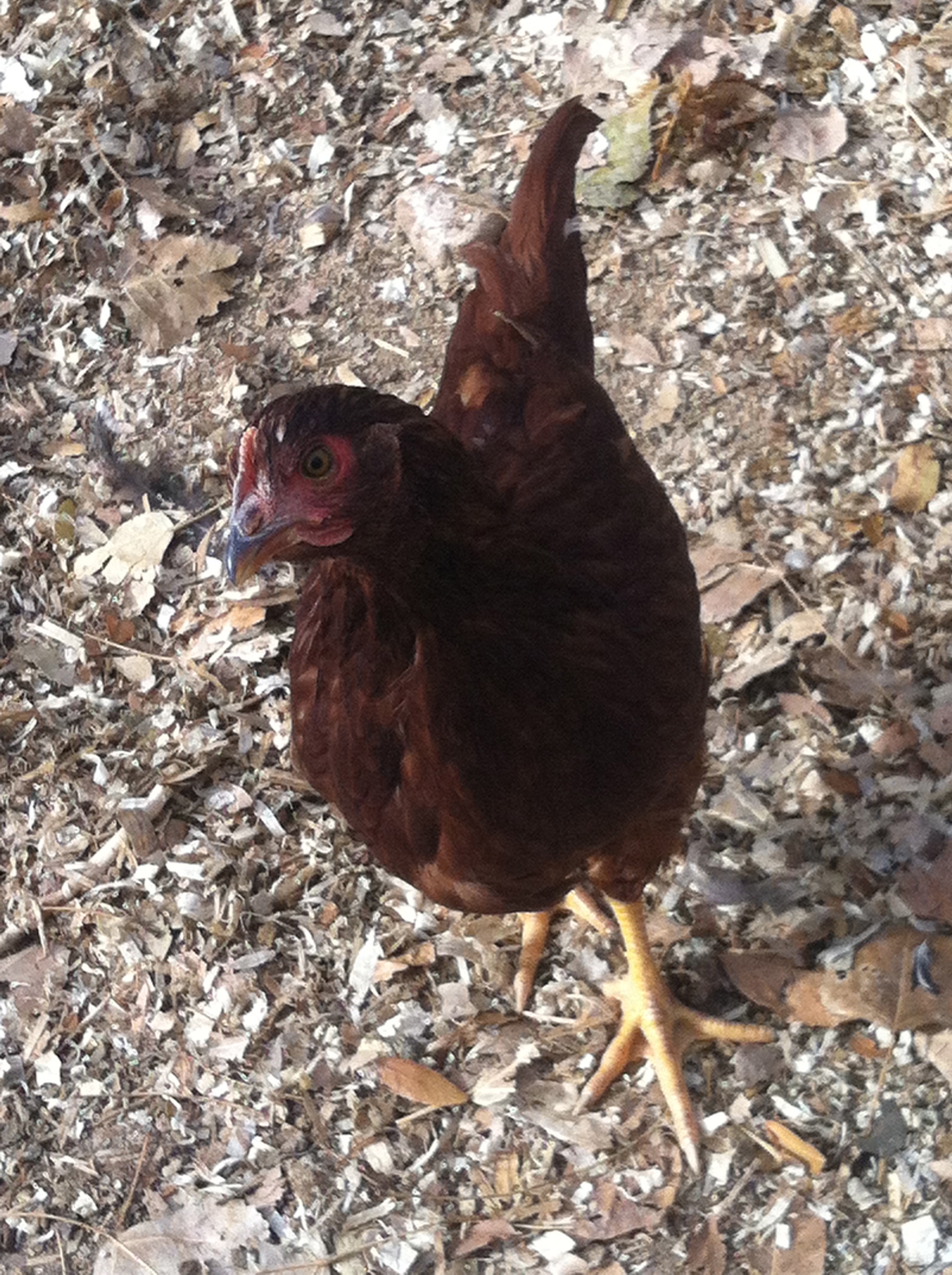 Dolly a Rhode Island Red.