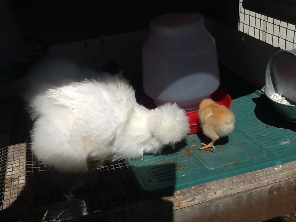 Dolly and chicks 2015