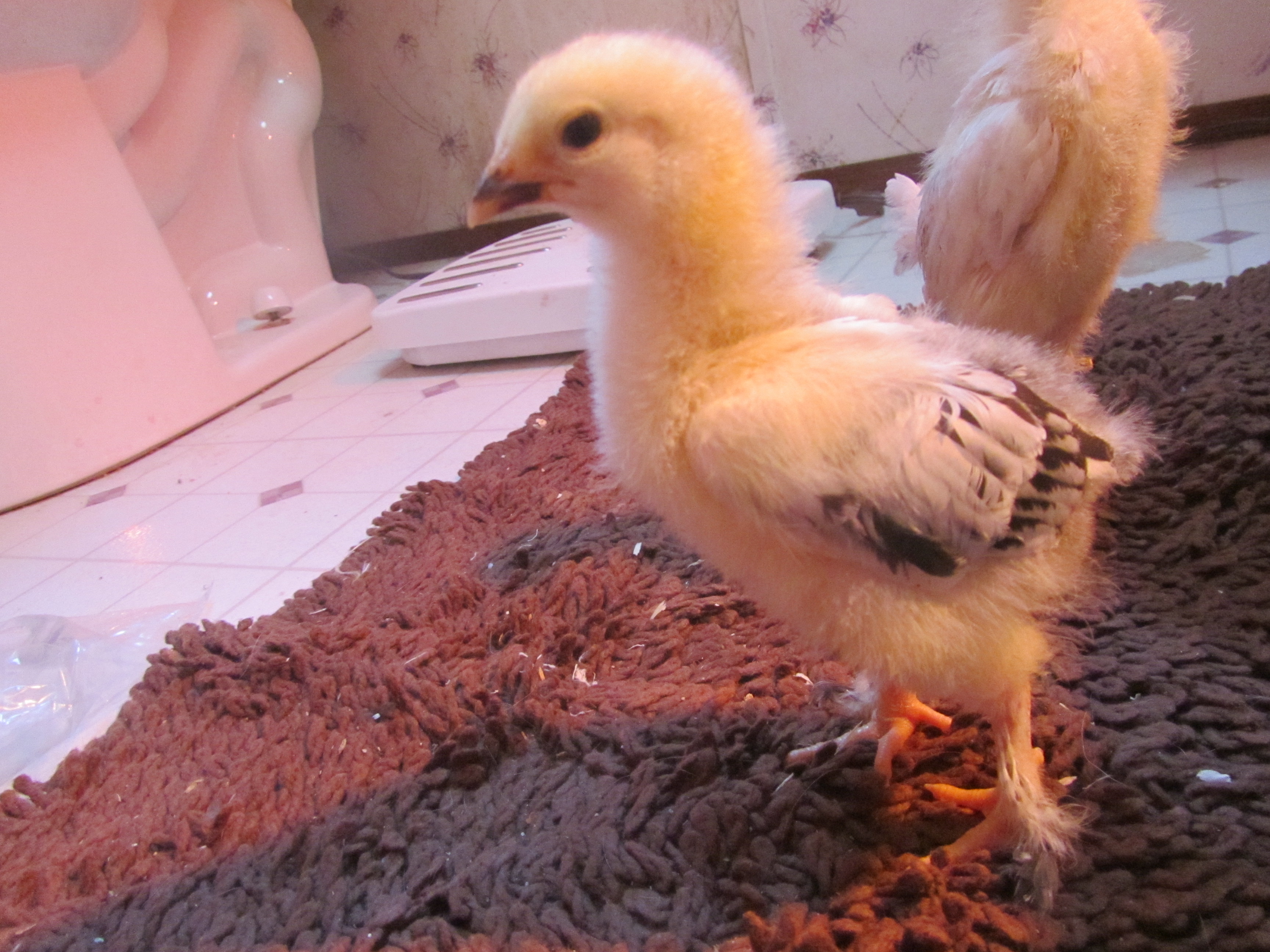 Dolly Brahma - 2 weeks