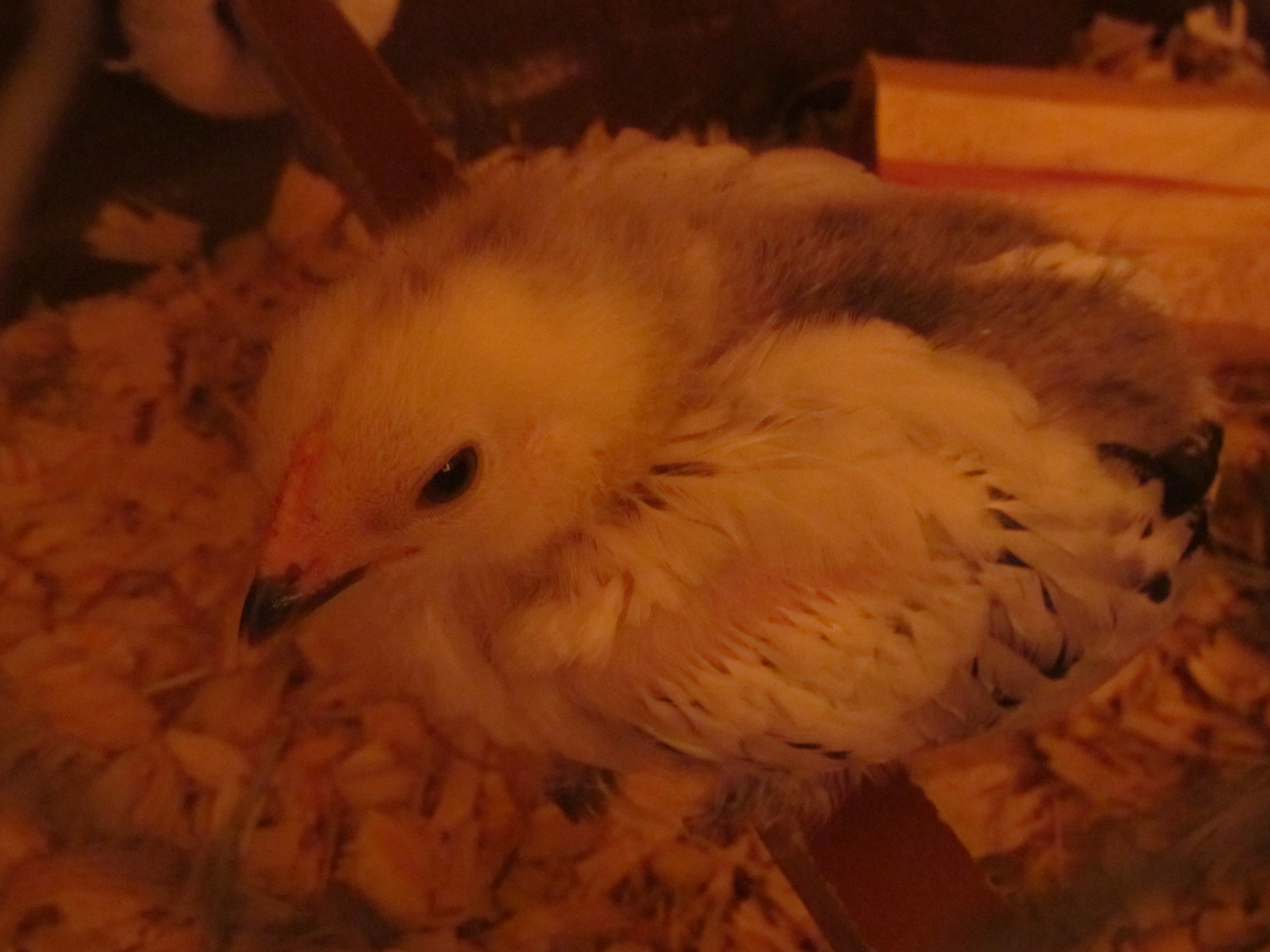 Dolly Brahma - Light Brahma - 3 week old comb