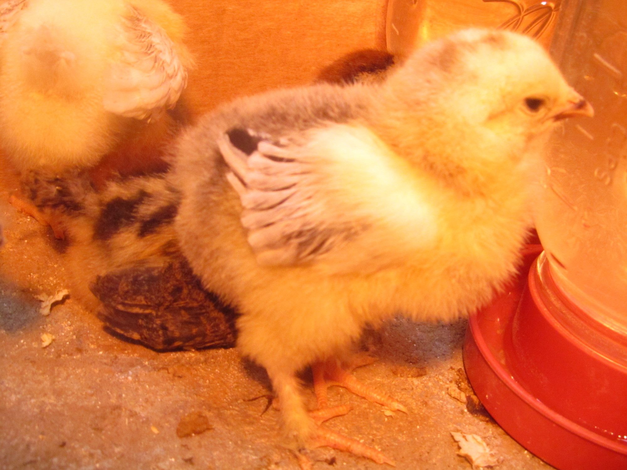 Dolly Brahma - One week old Light Brahma