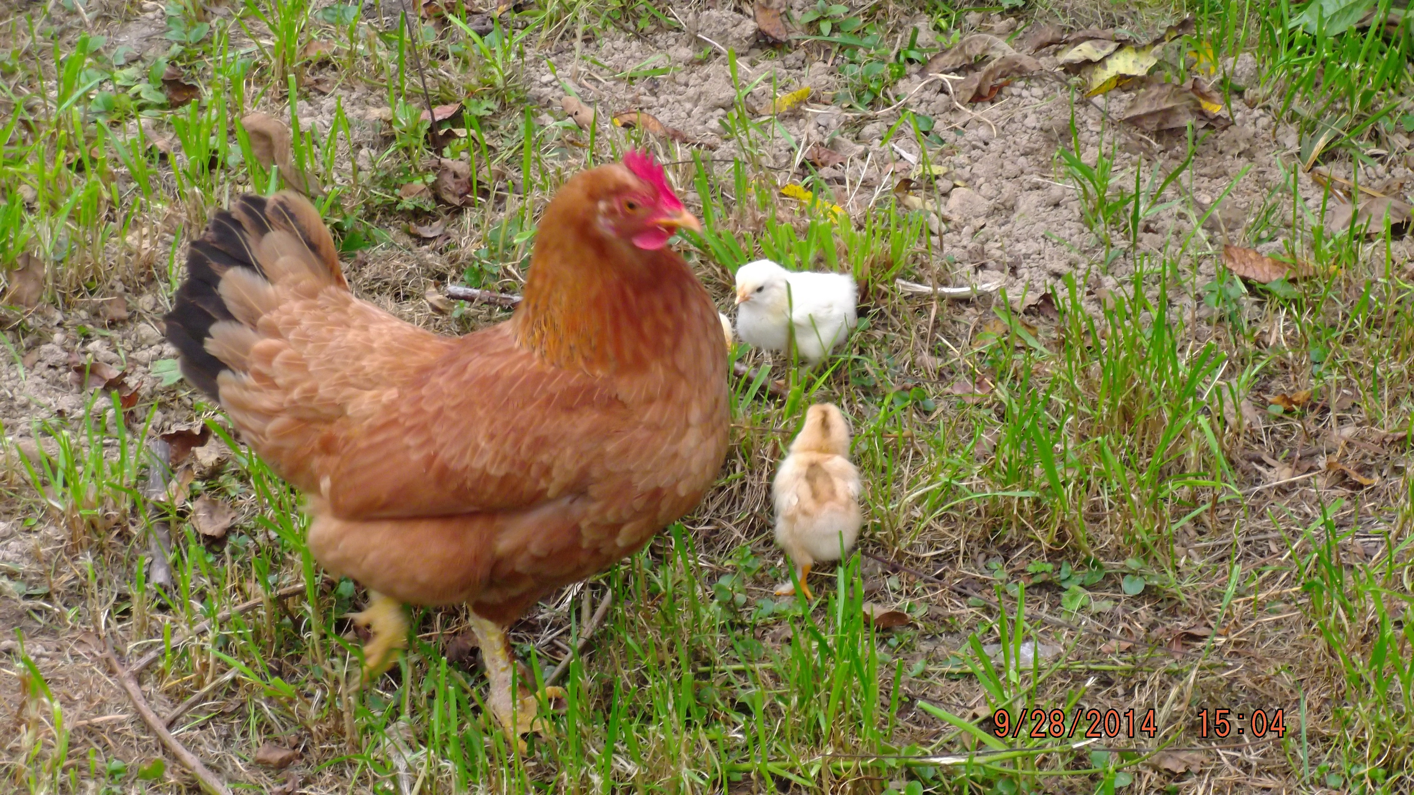 Dolly has to be the prettiest little chicken I've ever seen.  I swear her grandfather had to have been an opportunistic pheasant.  Her feathers around her neck are black tipped like pheasant.