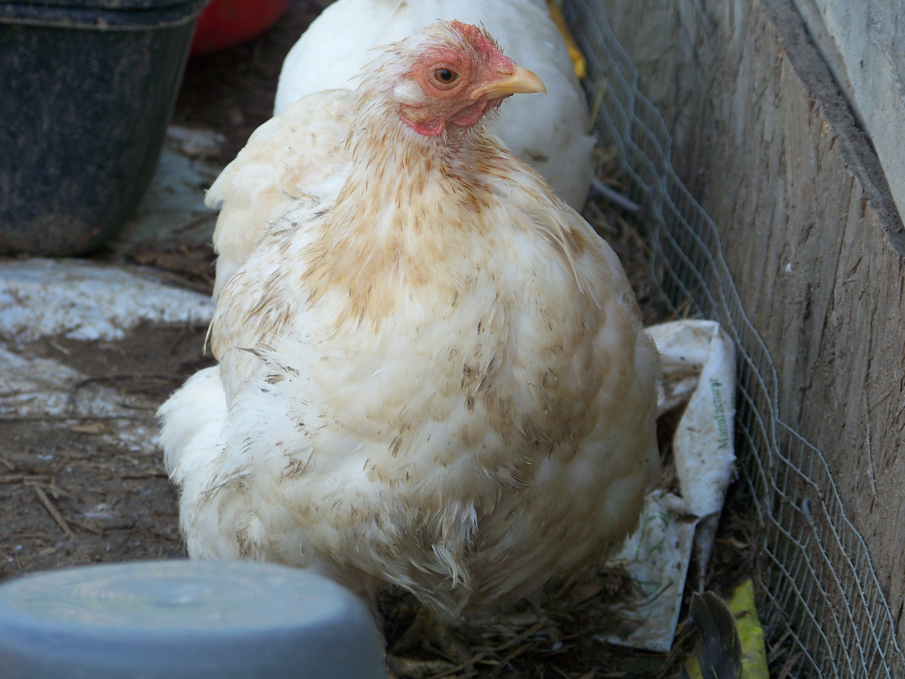 Dolly (Lemon Barred Cochin bantam hen) again. Named after Dolly Parton. You get 3 guesses why. ;)