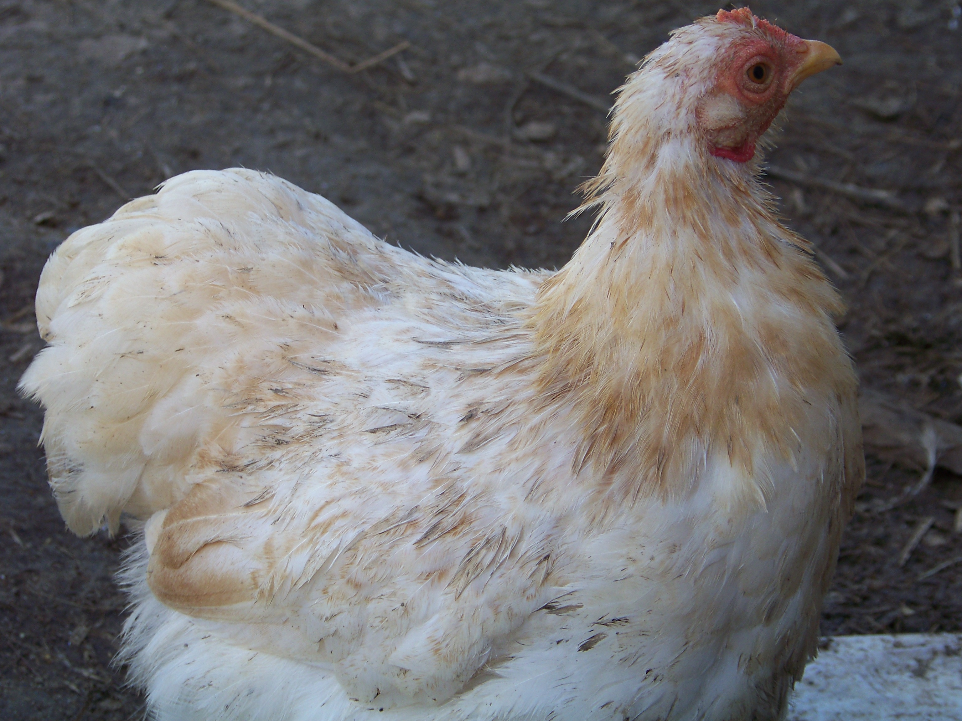 Dolly (Lemon Barred Cochin bantam hen) again. She doesn't actually have any dark feathers, she's just perpetually dirty.