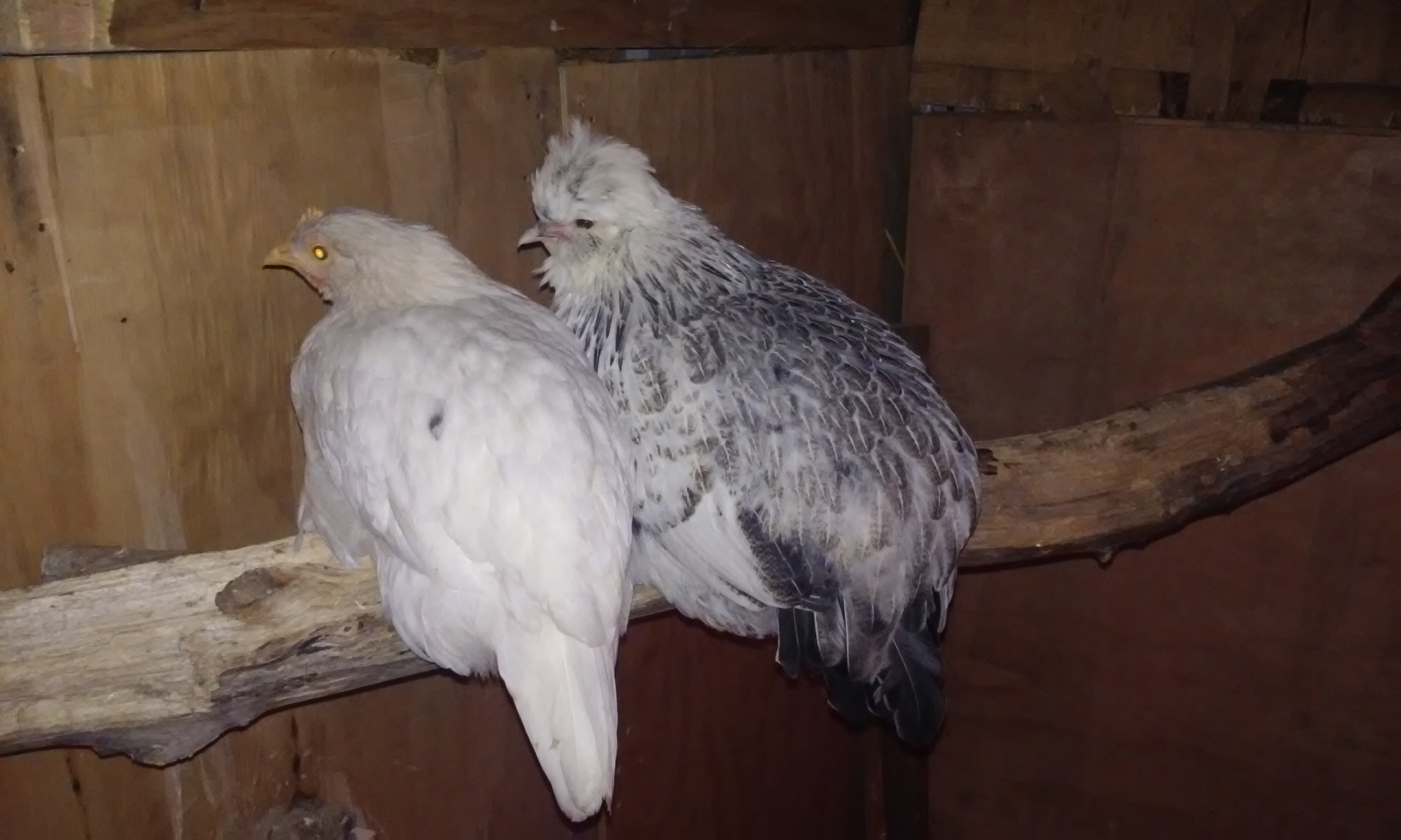 "Dolly" my leghorn/Delaware pullet on the left, and "Bonnie", my silkie/Dorking pullet, on the right