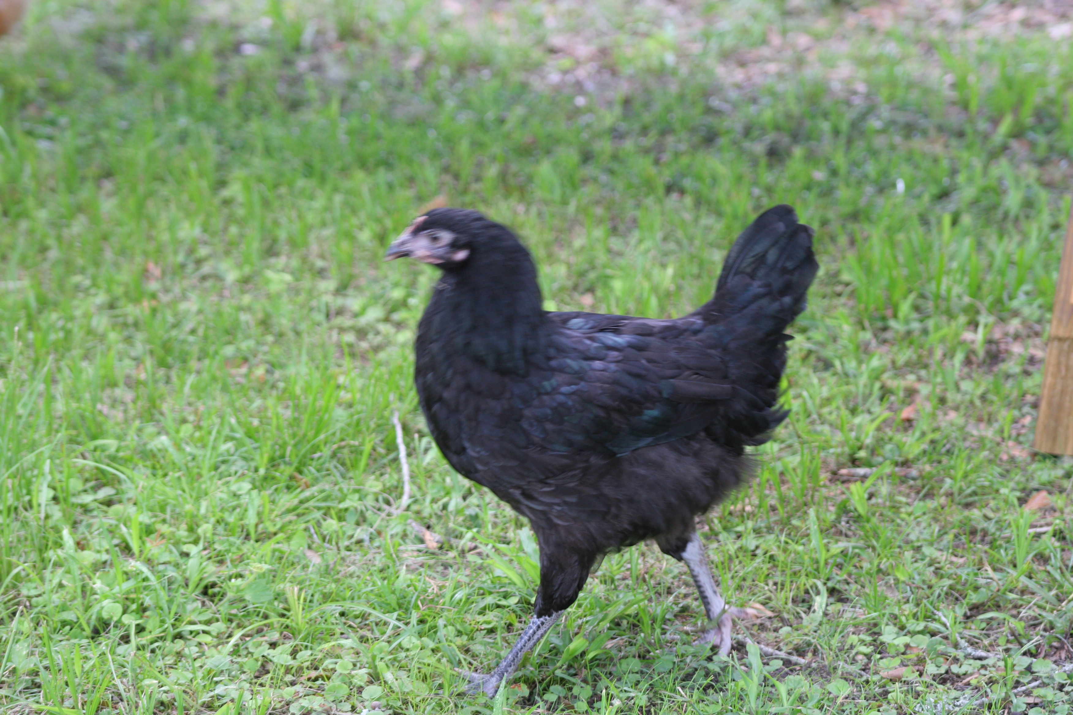 Dolly the Australorp