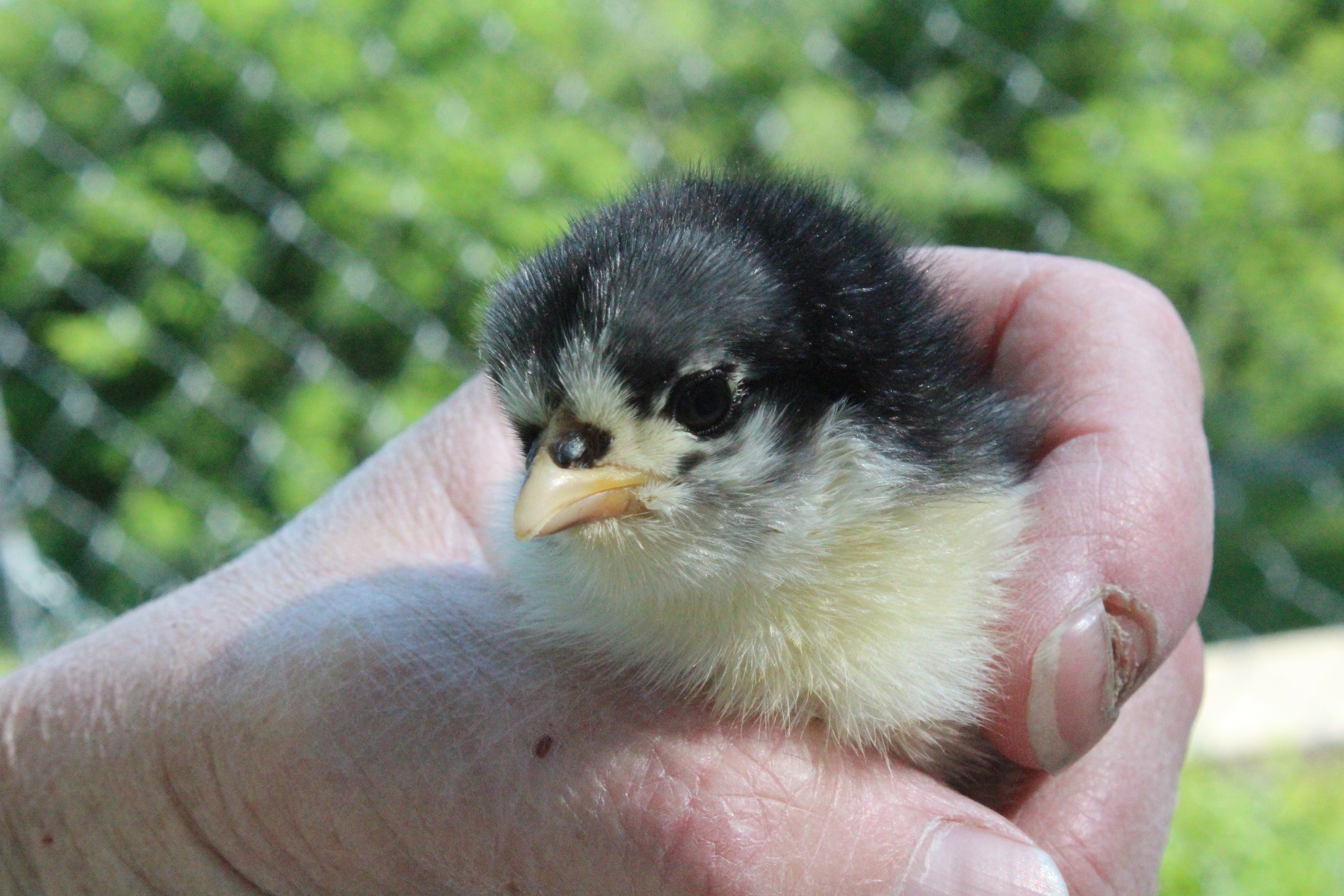 Dolly, the Black Maran