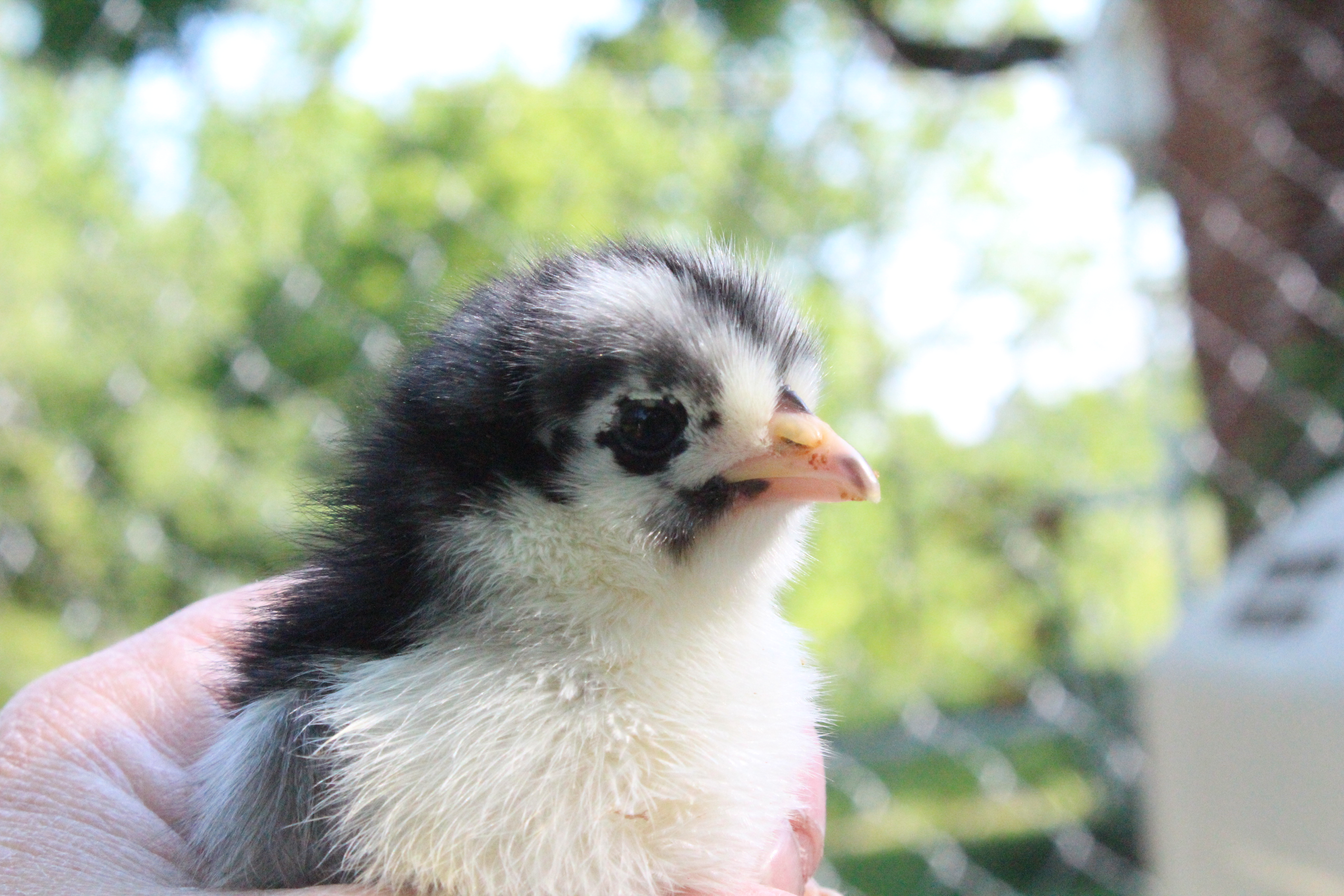 Dolly, the black Maran