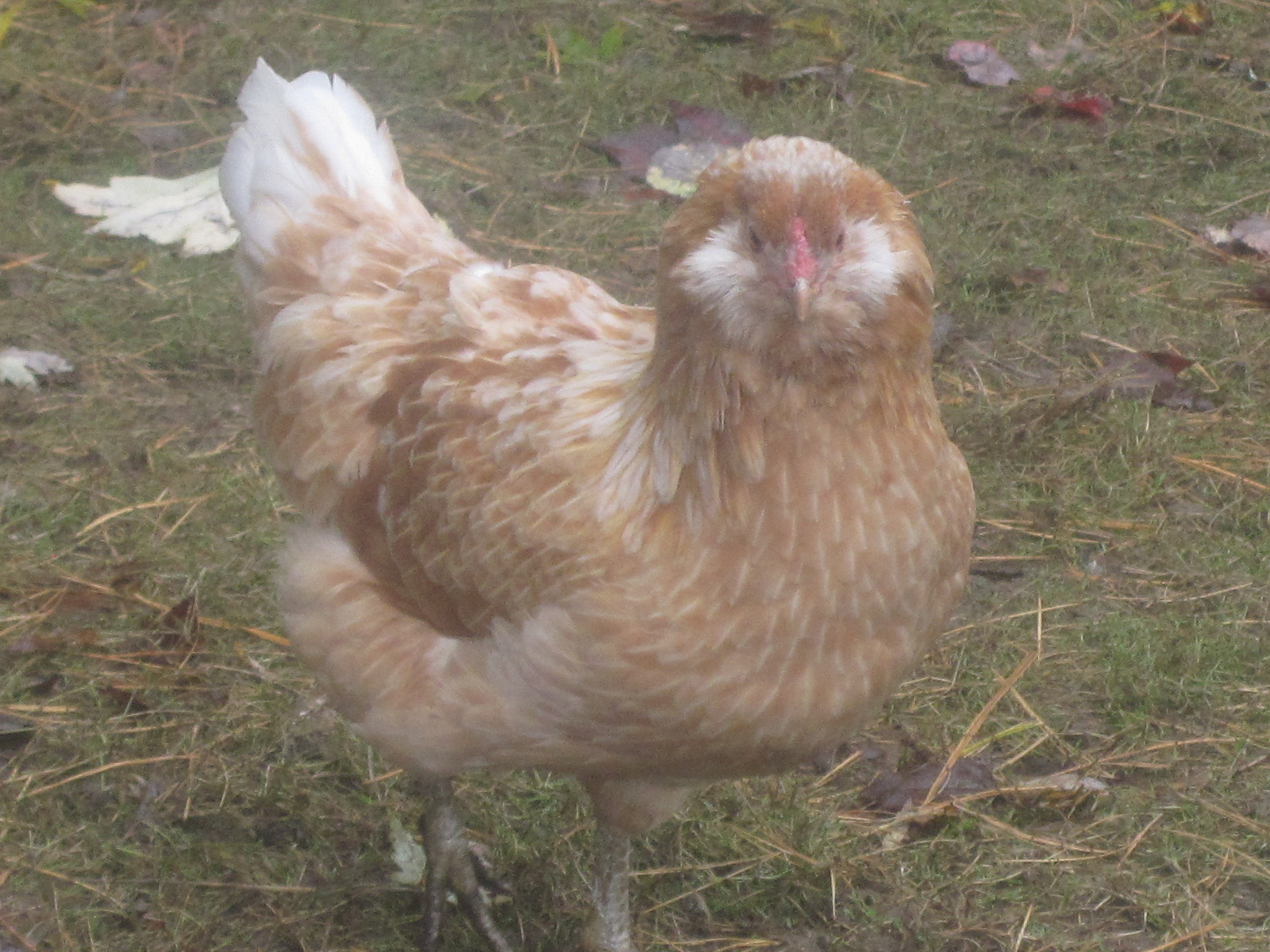 Dolly