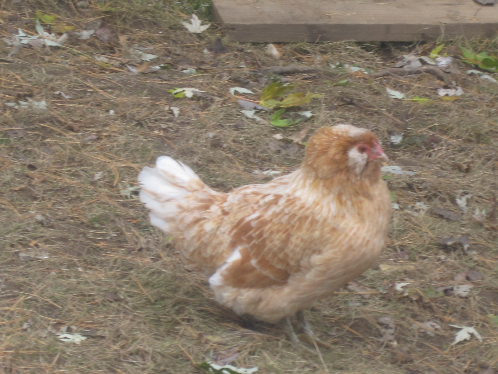 dolly