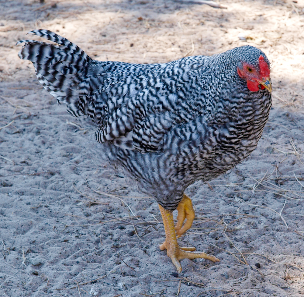 Dom cockerel