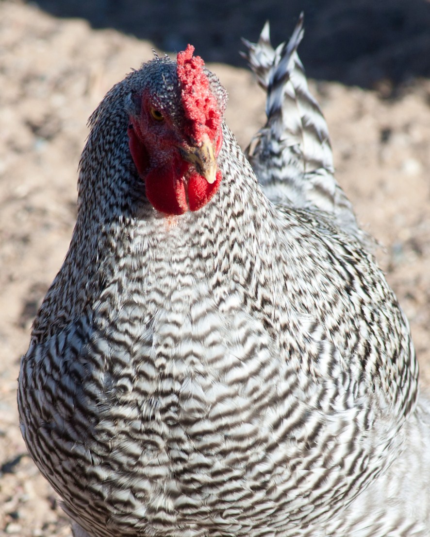 Dom hen