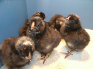 Dom X chicks 2011
