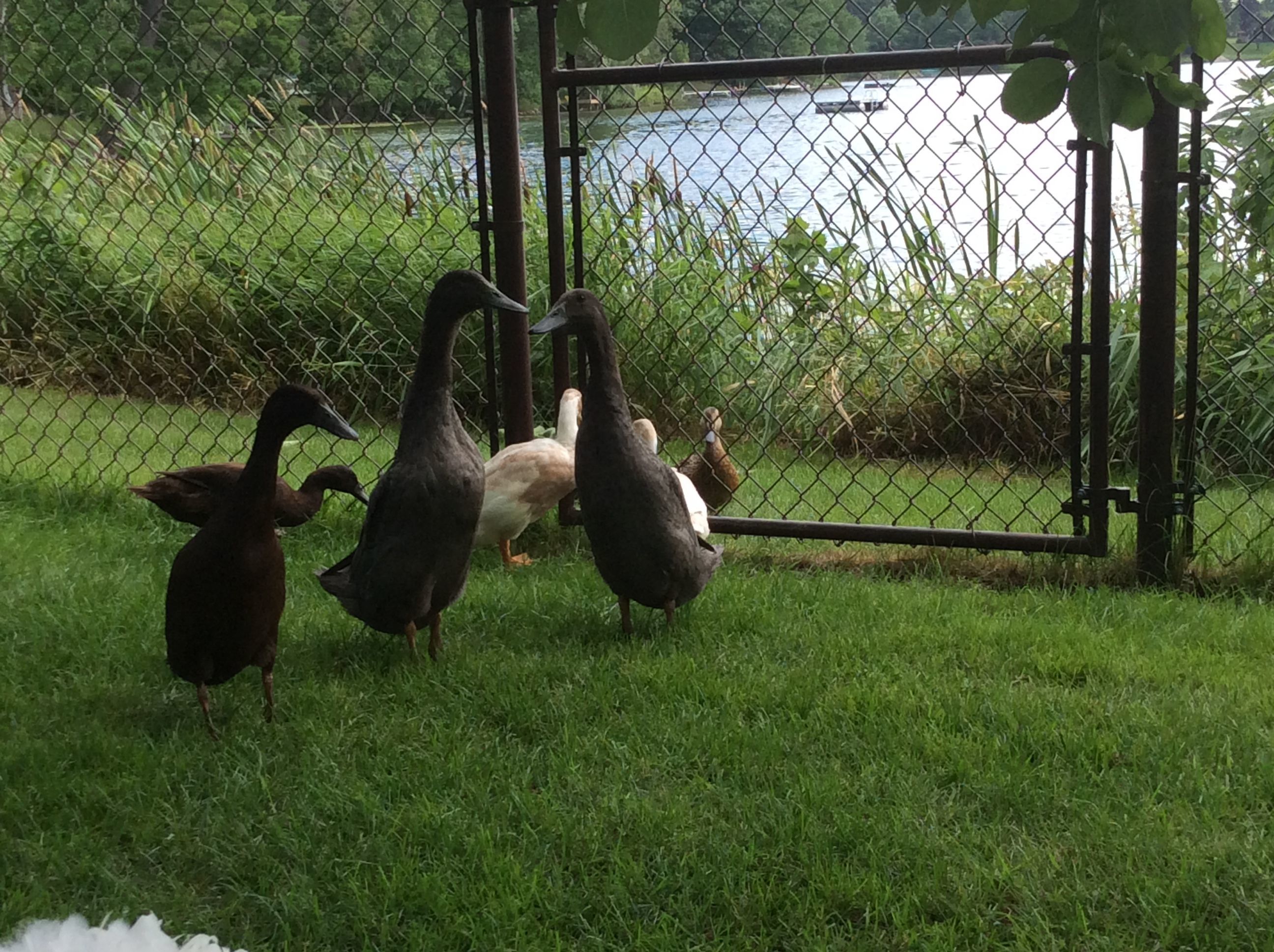 Domestic ducks meet wild ducks