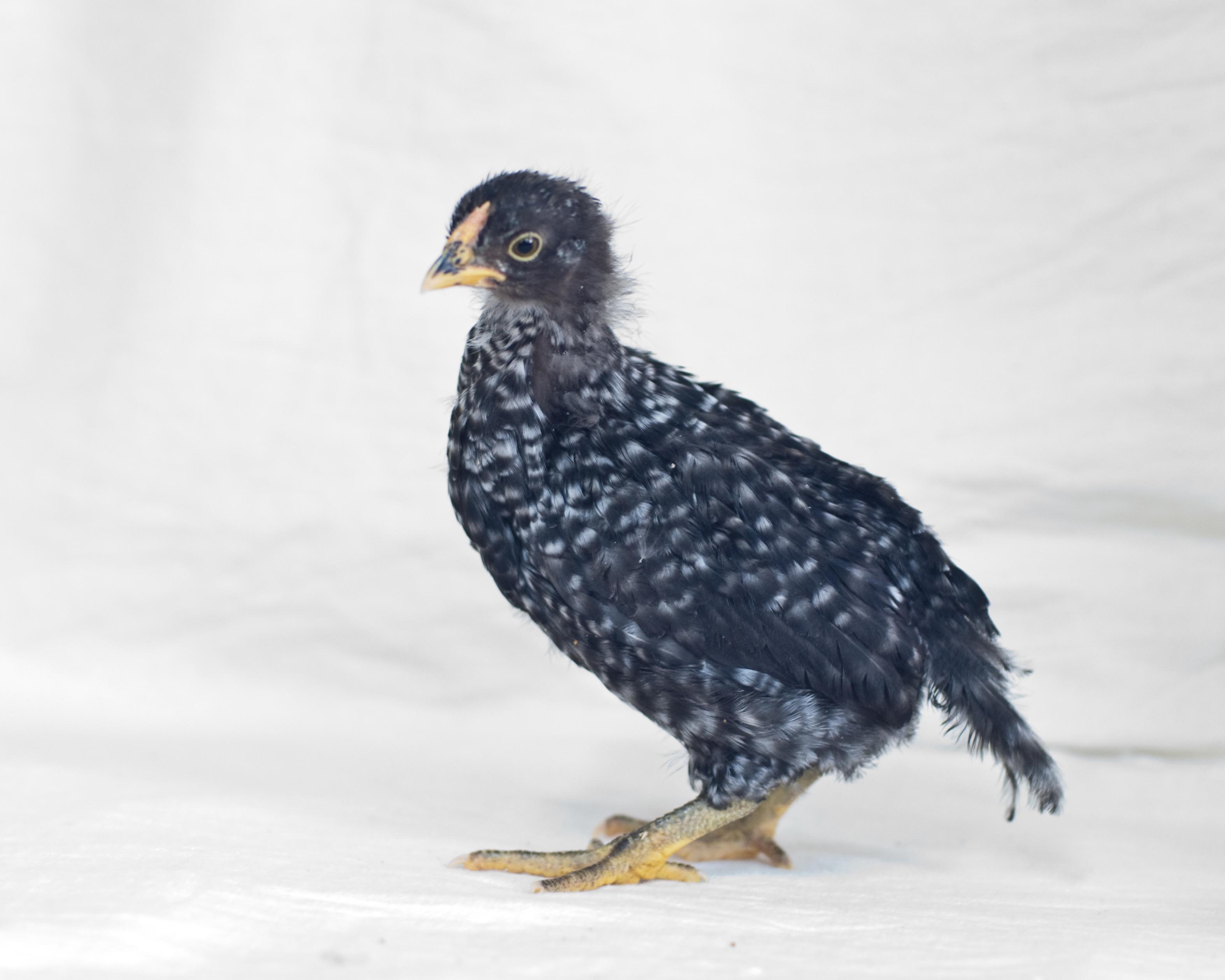 Dominique chick, about four weeks old.