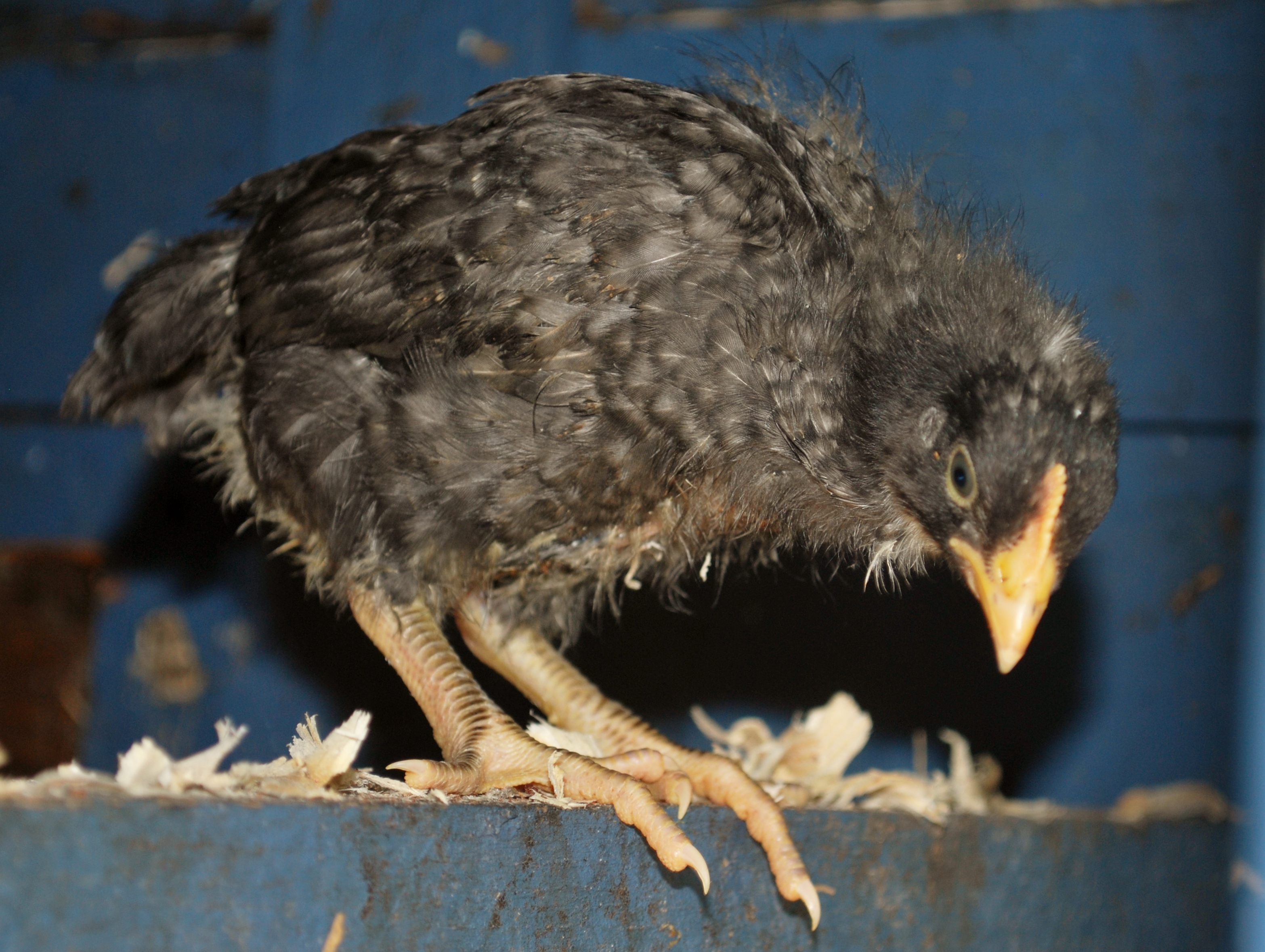 Dominique first to check out a Roost in the coop