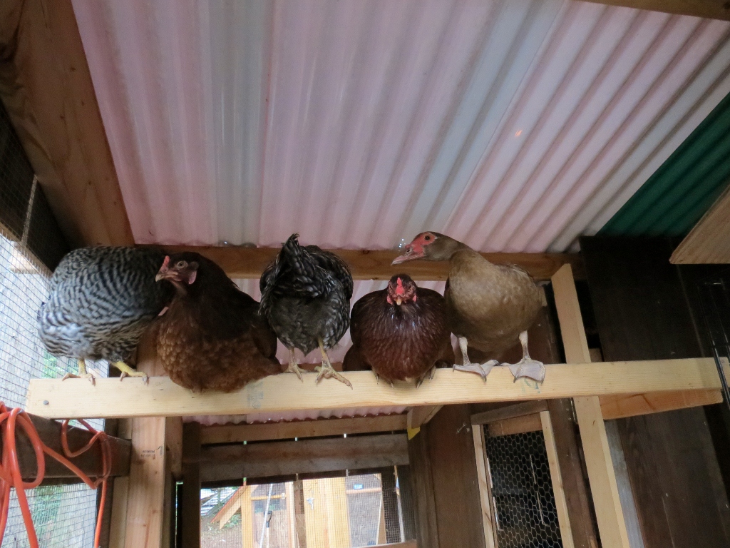 Dominiques, Buckeyes, and Floozie the Muscovy.  They have a large roost area but for some reason this is beam is prime real estate.  Only 2 Buckeyes ever use the roost.