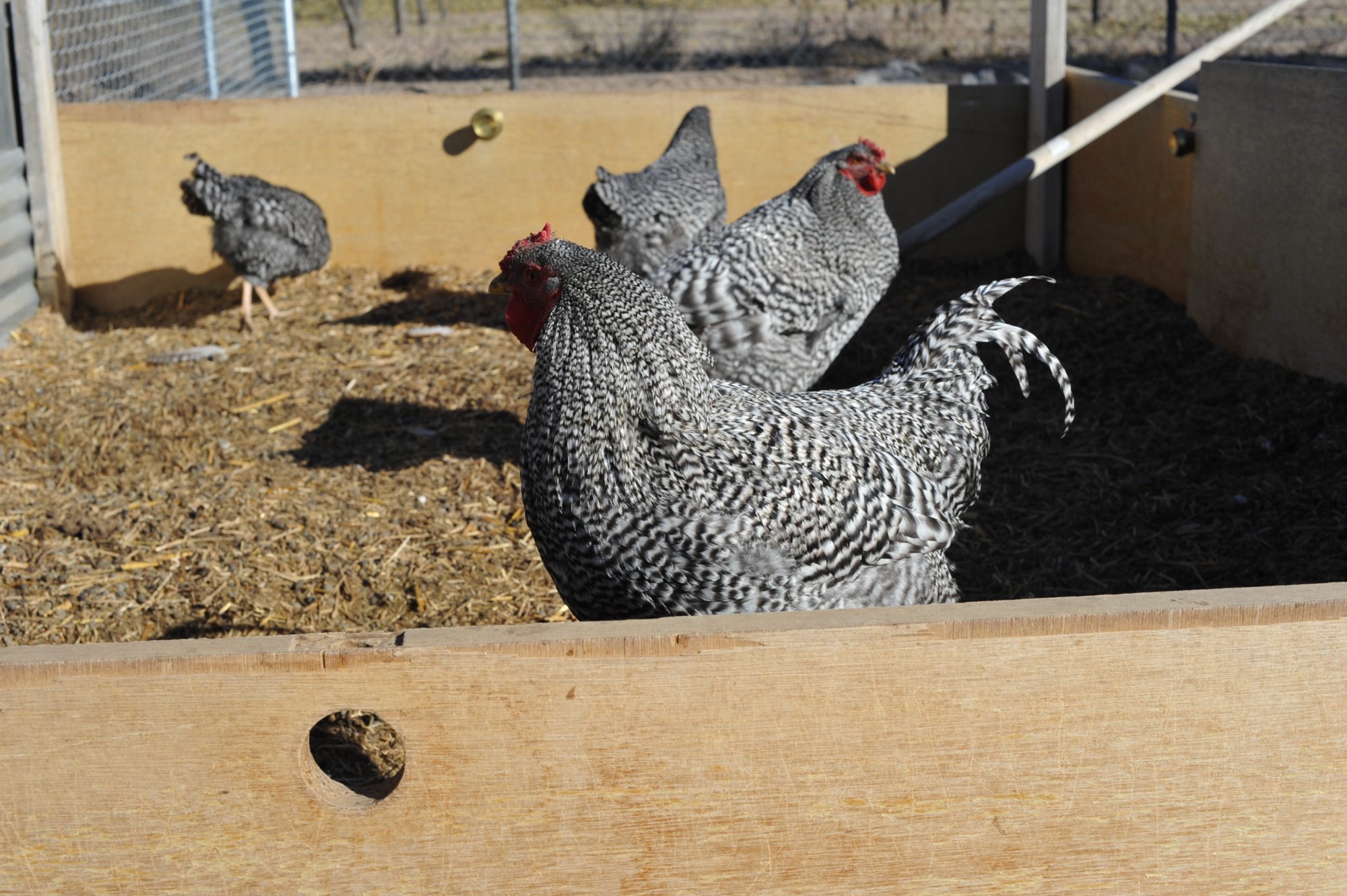 Dominiques in the compost pile bin