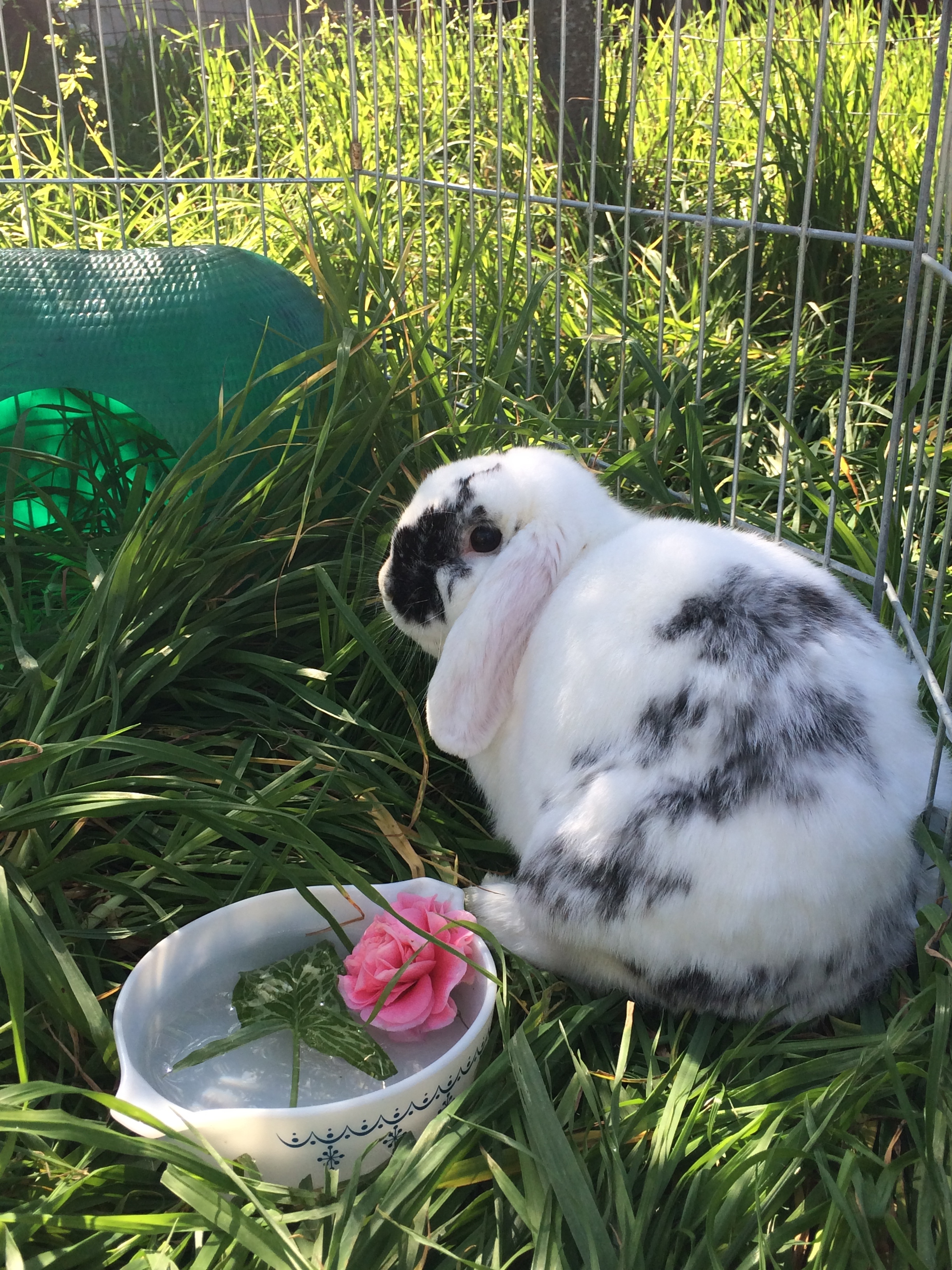 Domino is a 2 year old Holland Lop, as of 2/2014. He is fixed.