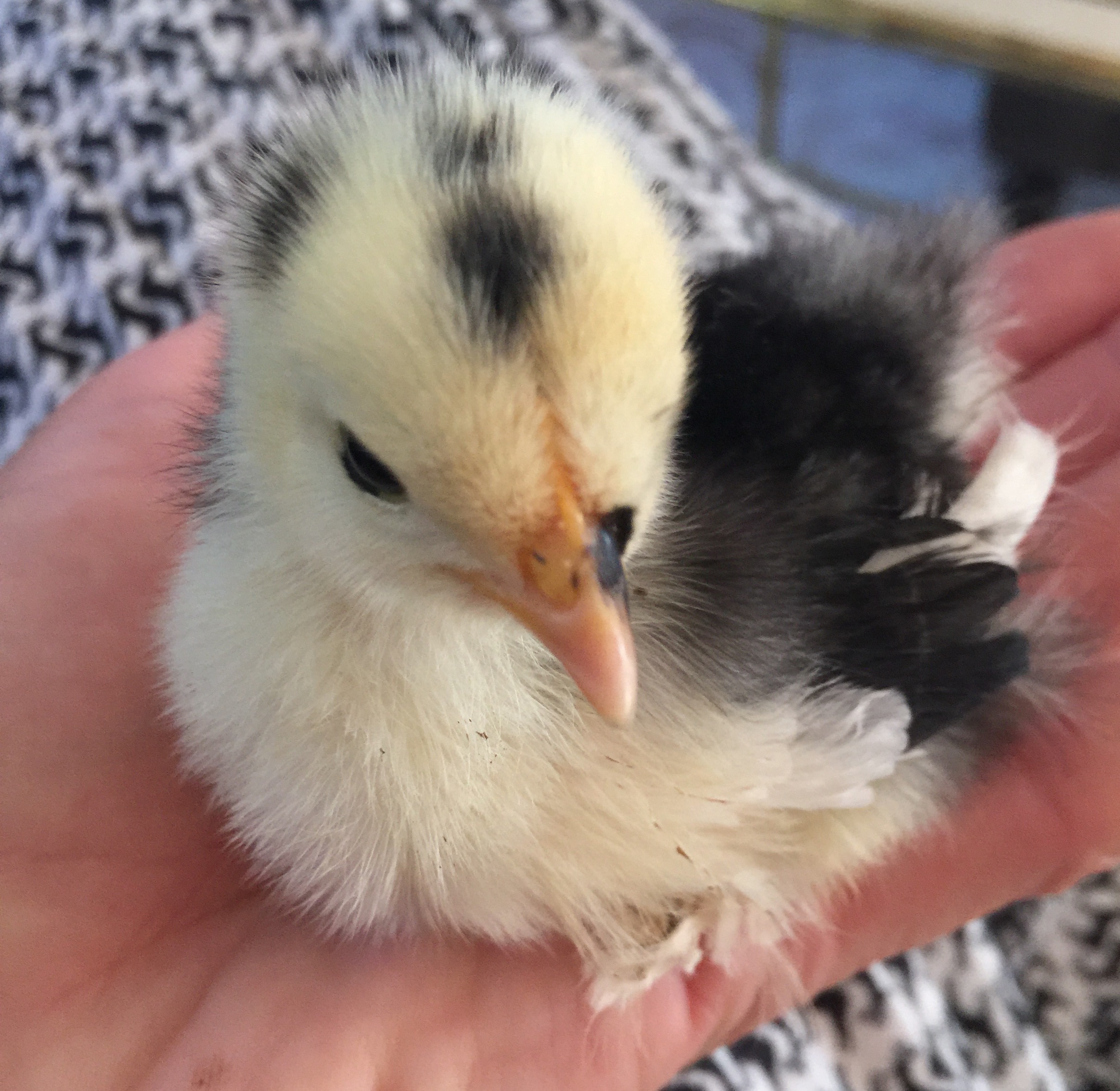 Domino mottled Cochin