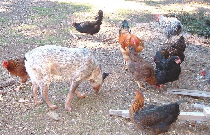 Domino networking with her feathered flock, who are generally less cooperative than the goats.