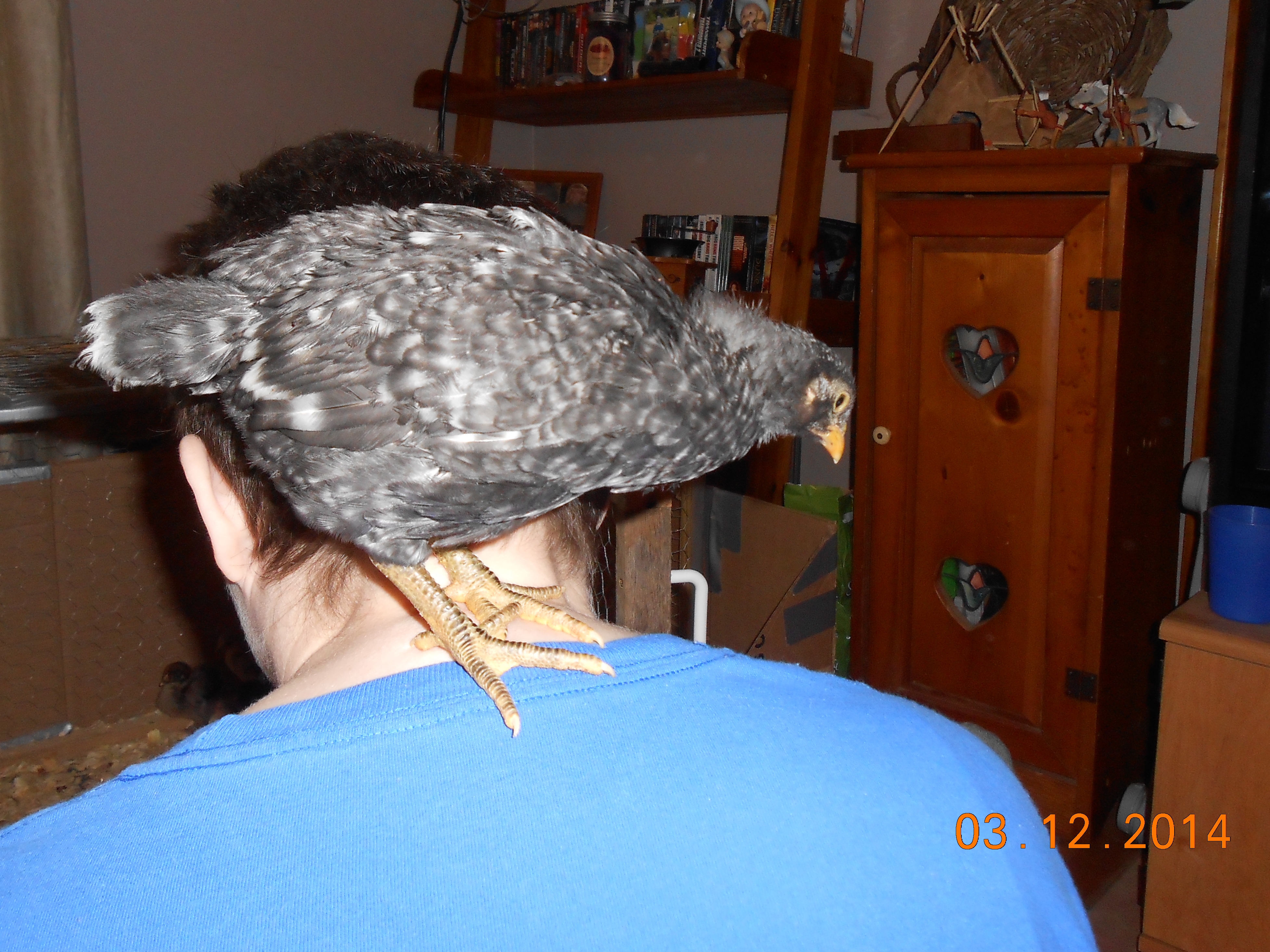 Domino the Barred Rock who thinks she's a parrot