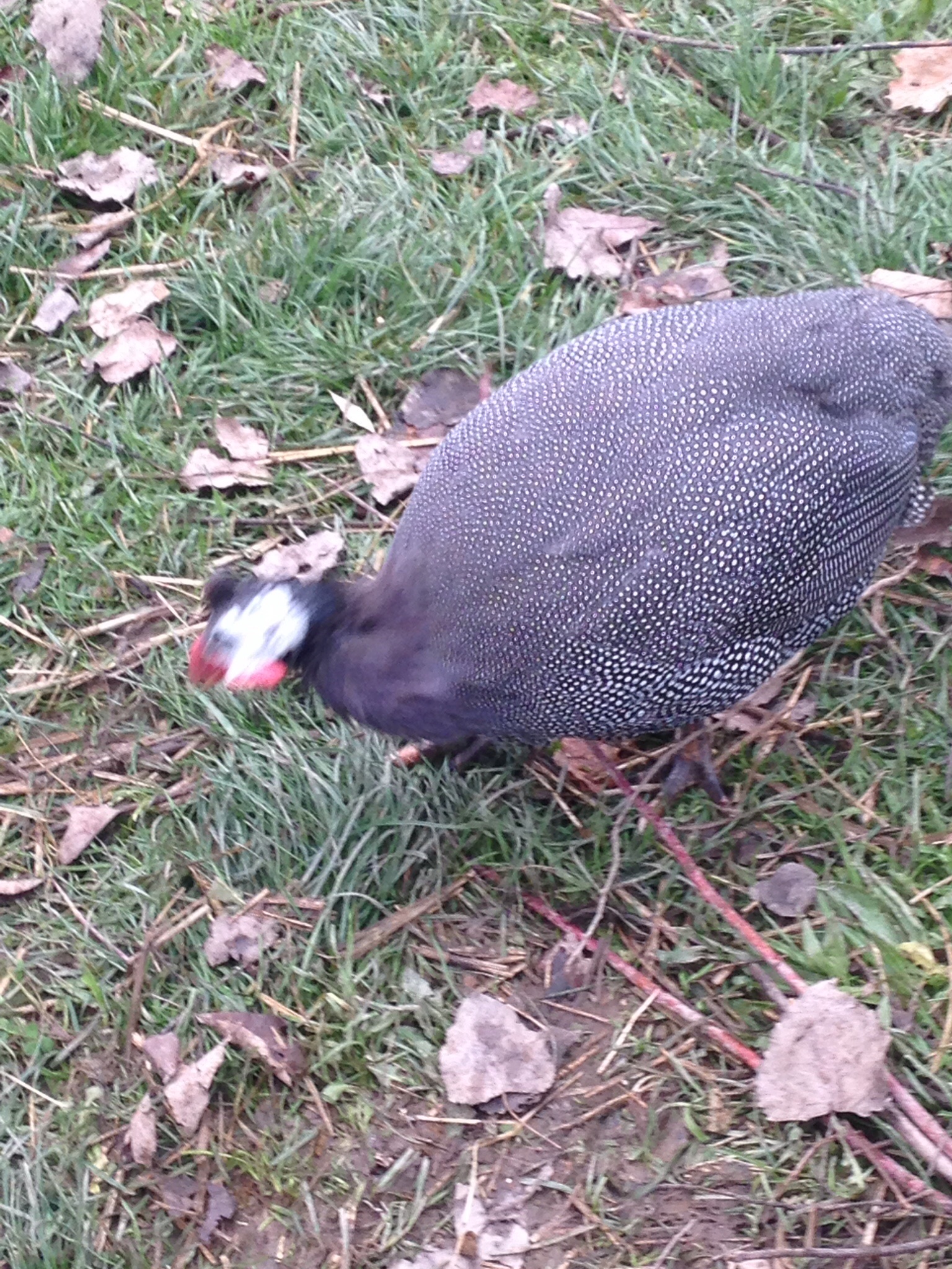 Don Juan. He just showed up one day and never left. If you are missing a Guinea Fowl in the Upstate NY area, he may belong to you!