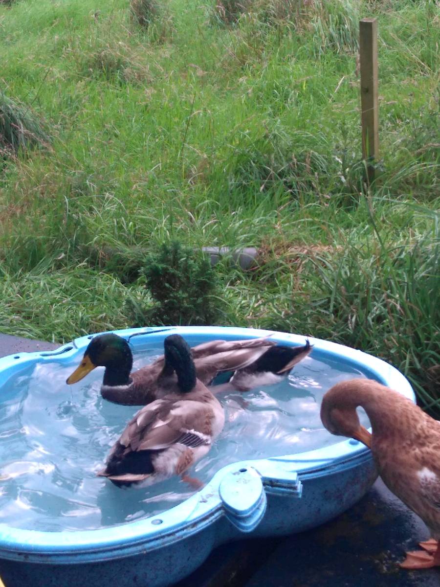 Donald and Daffy8CD6D77C-8472-4455-8775-4AD46A0EC061