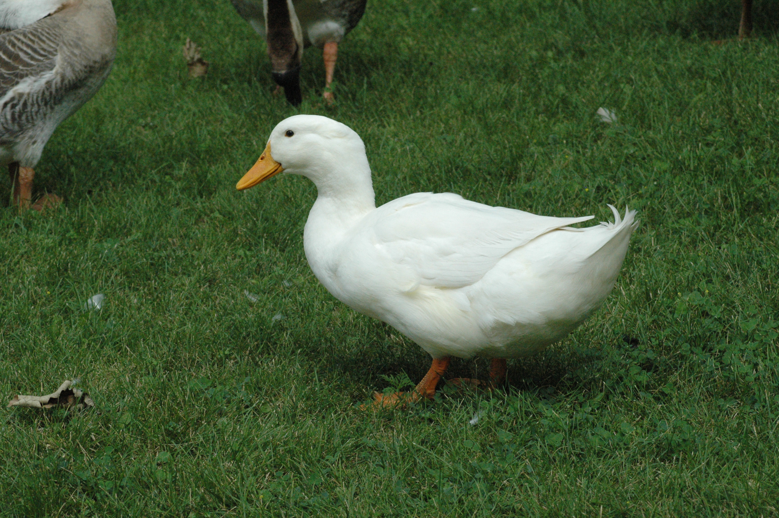 Donald Duck