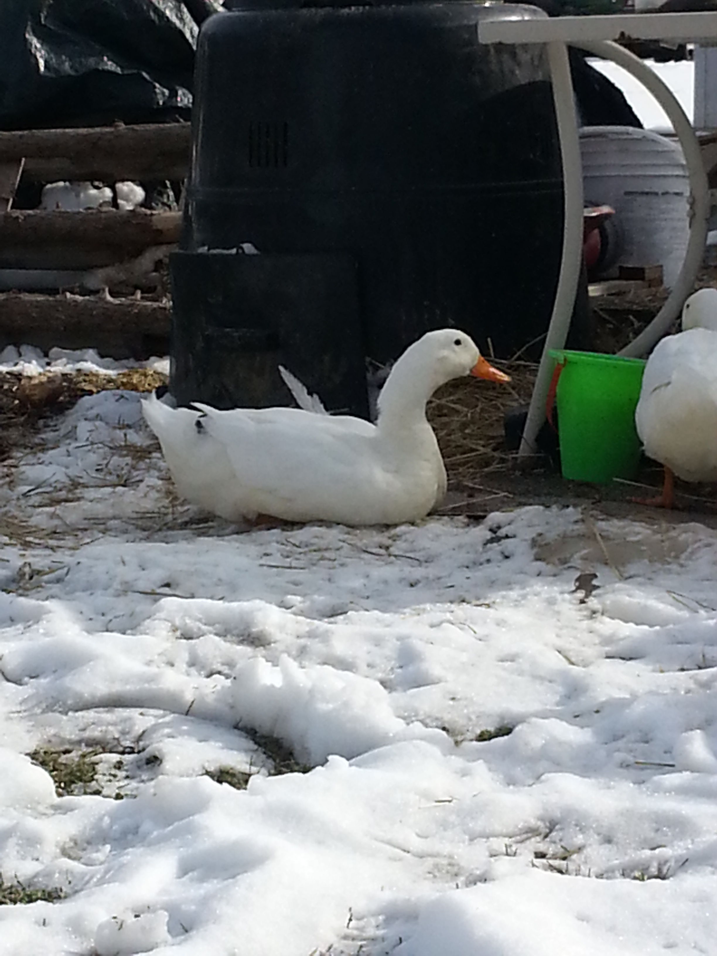 Donald Duck