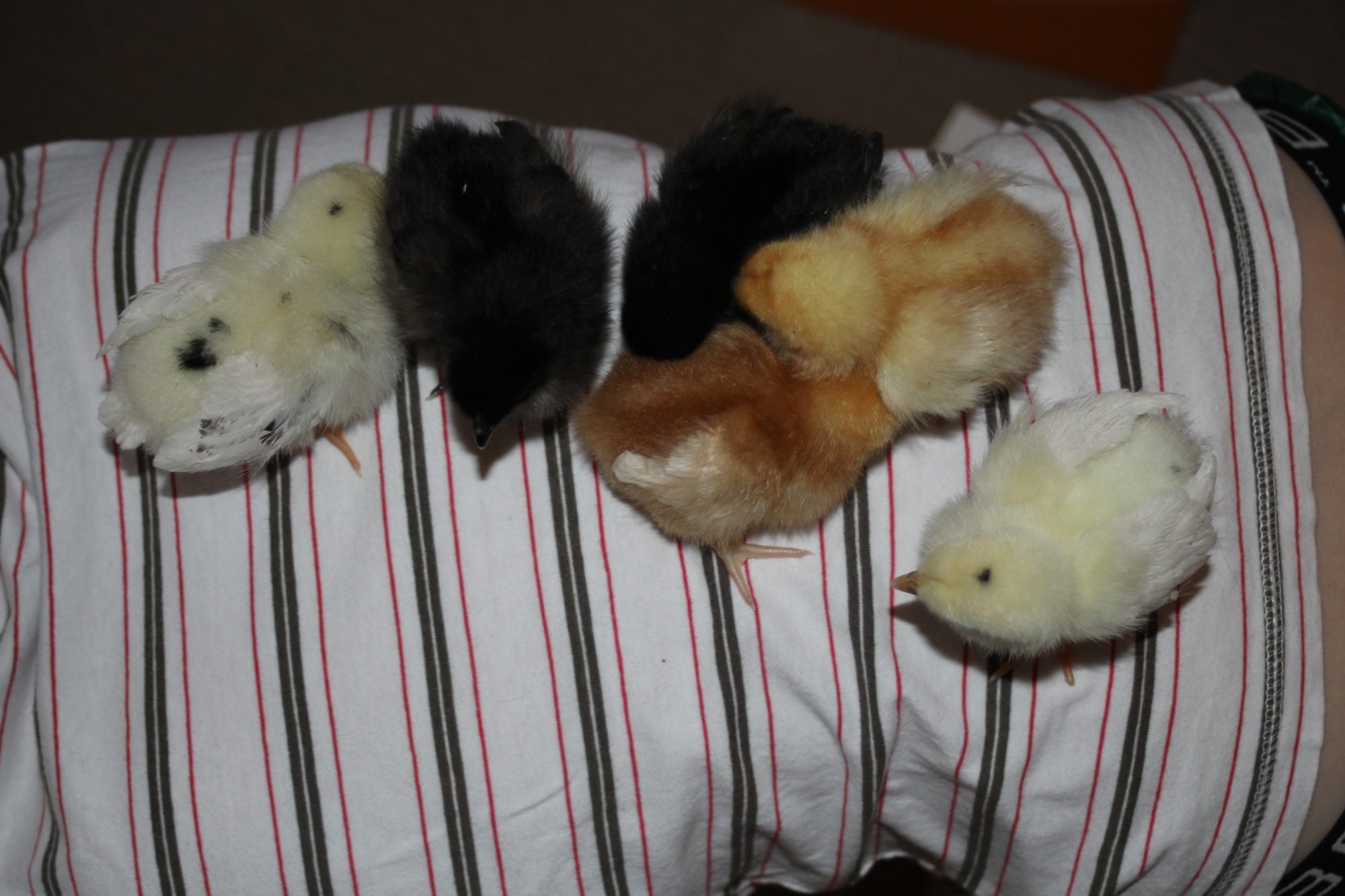 Don't ask me why but my kids thought it would be a good idea to line the chicks up on my sons back.  I got a quick group photo before I made them put the chick back in their brooder.  Sadly we lost an ISA brown a couple of days after we got them.  It was always dozy & the smallest so perhaps it wasn't well when we got it.  We had a lovely funeral for fluffy so she knew she was loved.