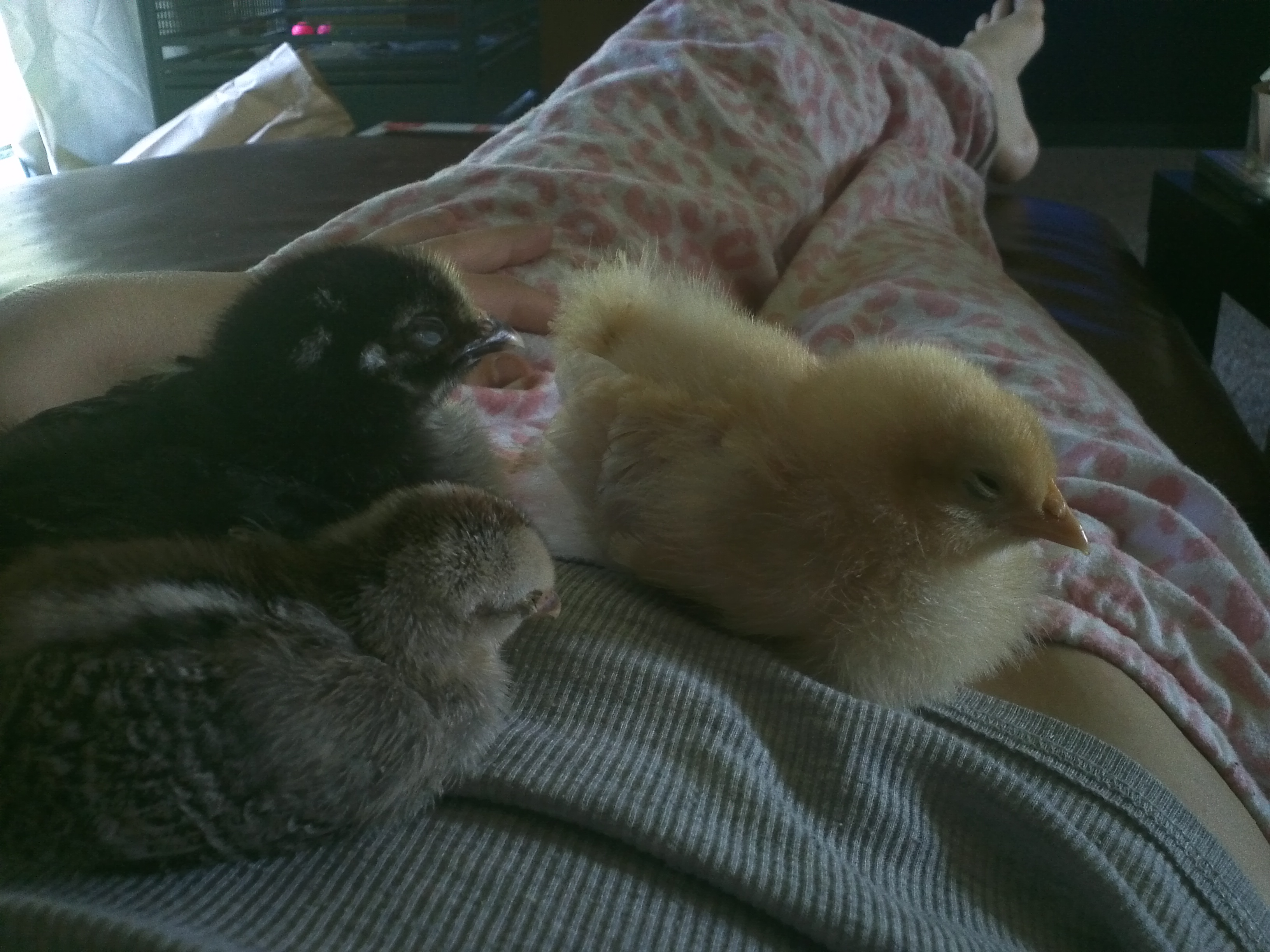 Don't judge the pants, or the fact that I'm spending my morning cuddling with baby chickens :)