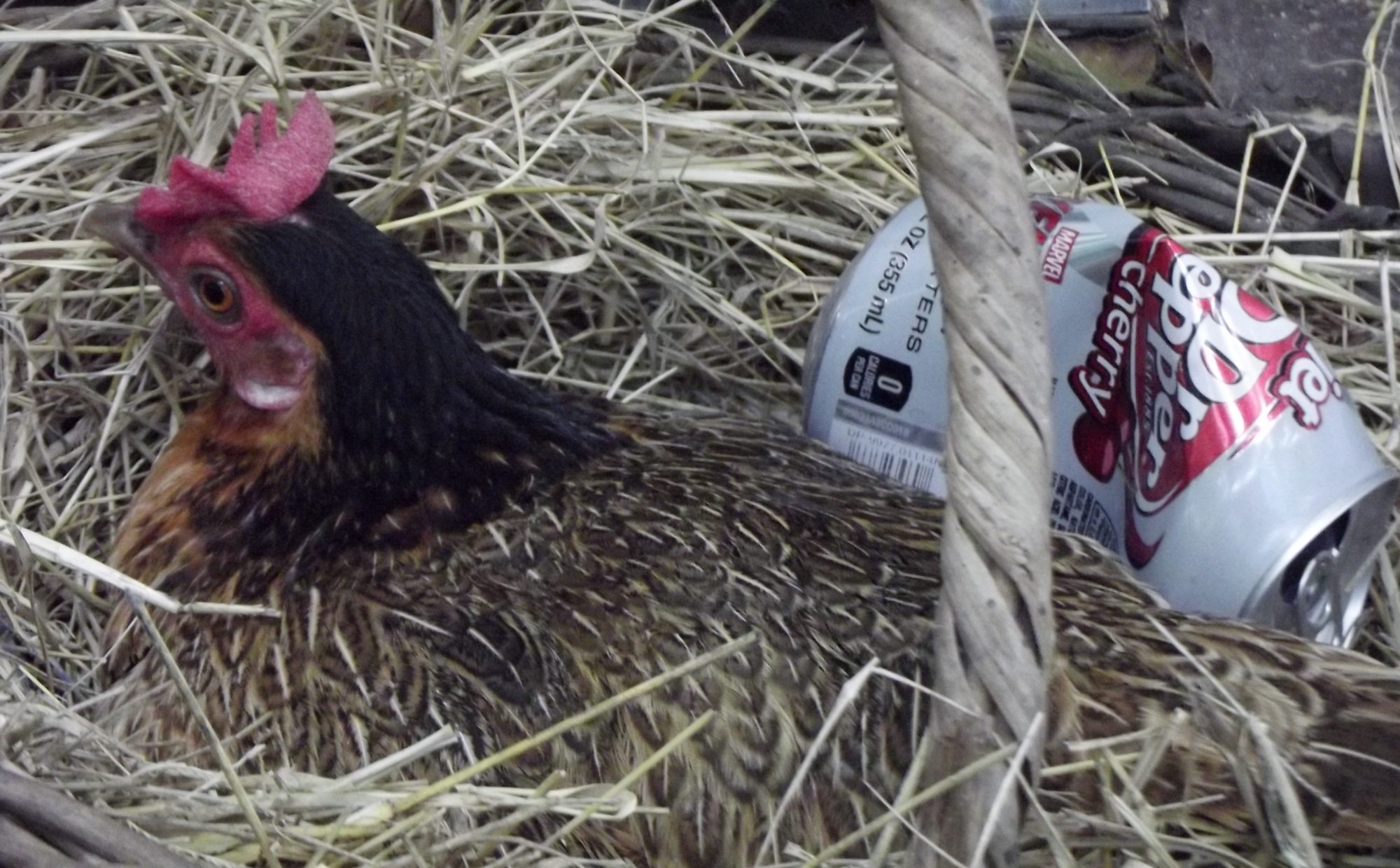 Don't know how she got one of my Dr.Pepper can in her nest, But she wasn't going to let me take it out with out a fight. :) .