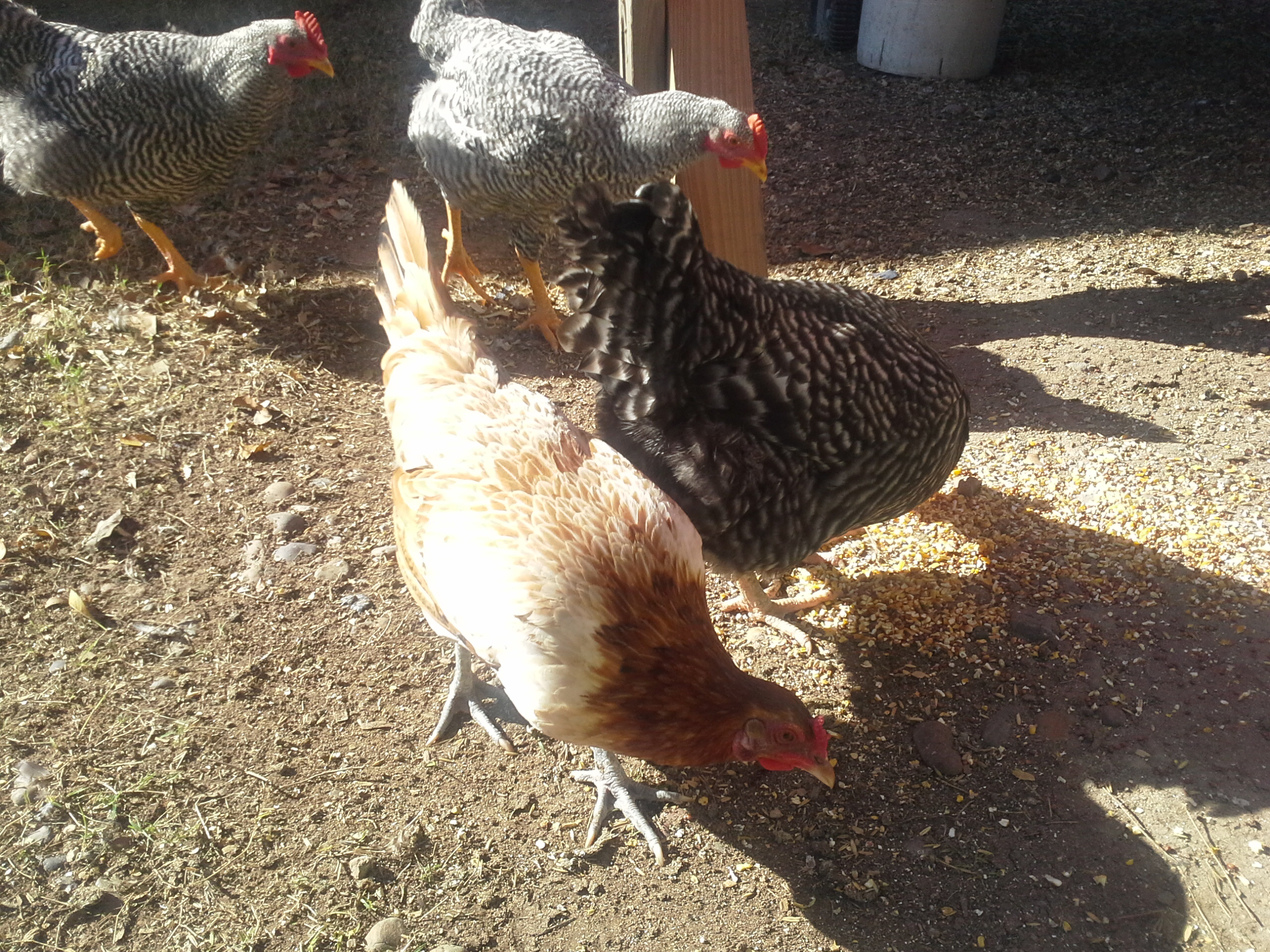 Don't know this kind of chicken.